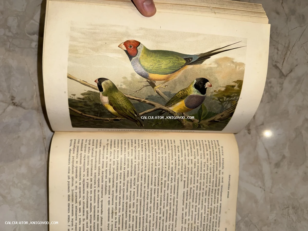 Цветная литография с изображением трех экзотических птиц на ветке в раскрытой старинной книге с русским текстом.