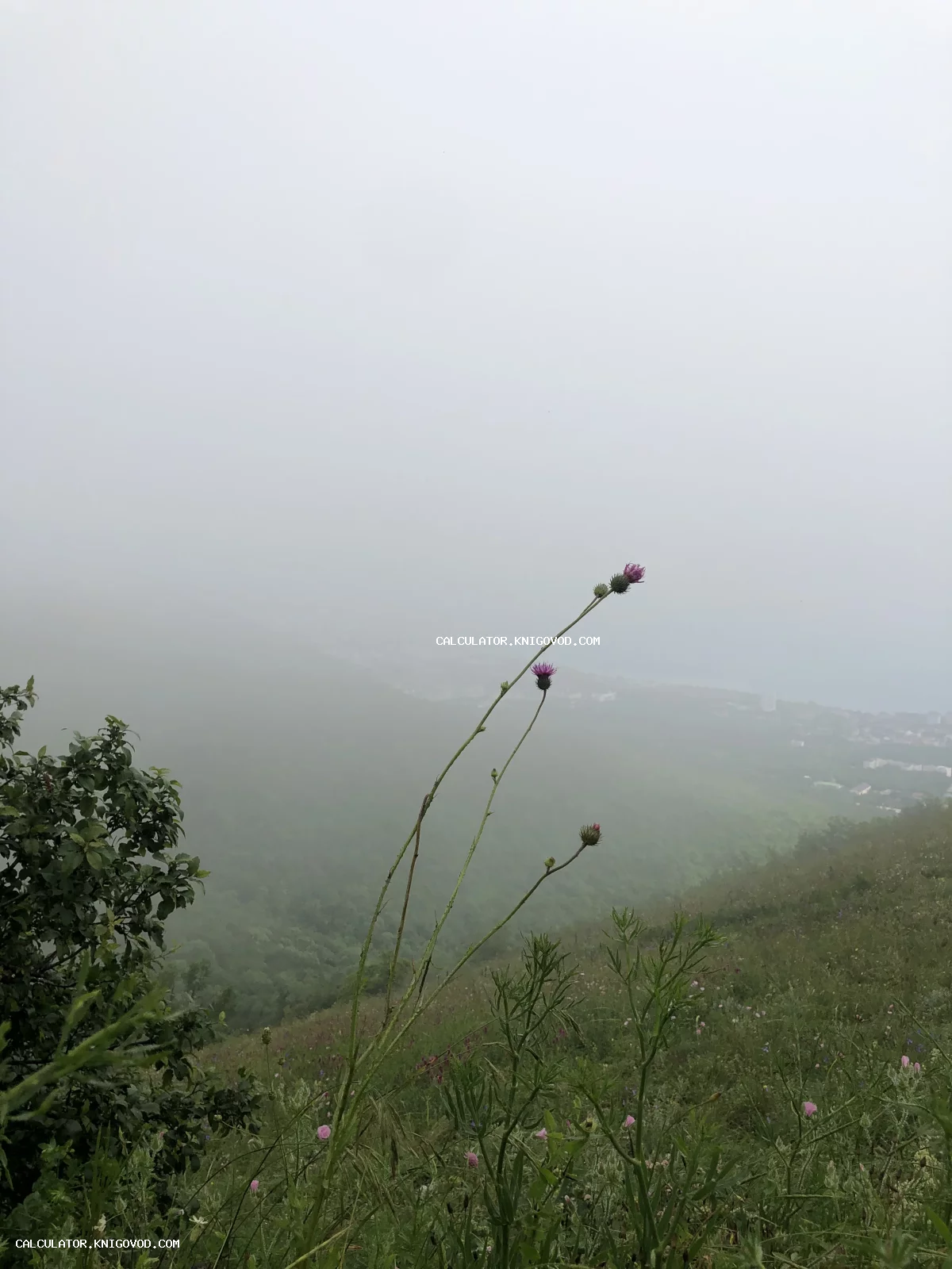 Вид на горный склон, окутанный густым туманом, с цветущим чертополохом на переднем плане и размытыми контурами города в долине.