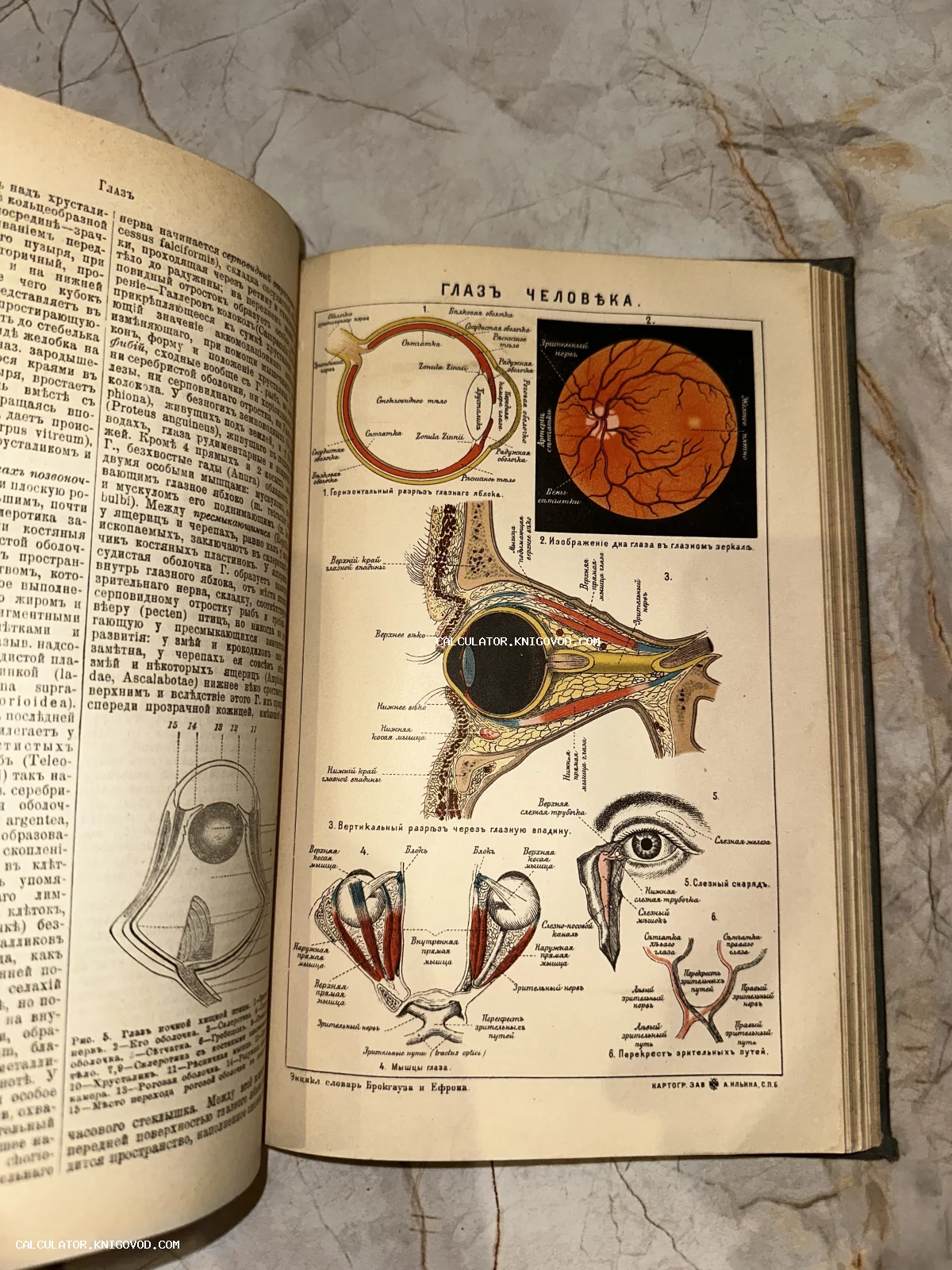 Разворот антикварной книги с цветной литографией, изображающей анатомическое строение человеческого глаза с подписями на дореволюционном русском языке.