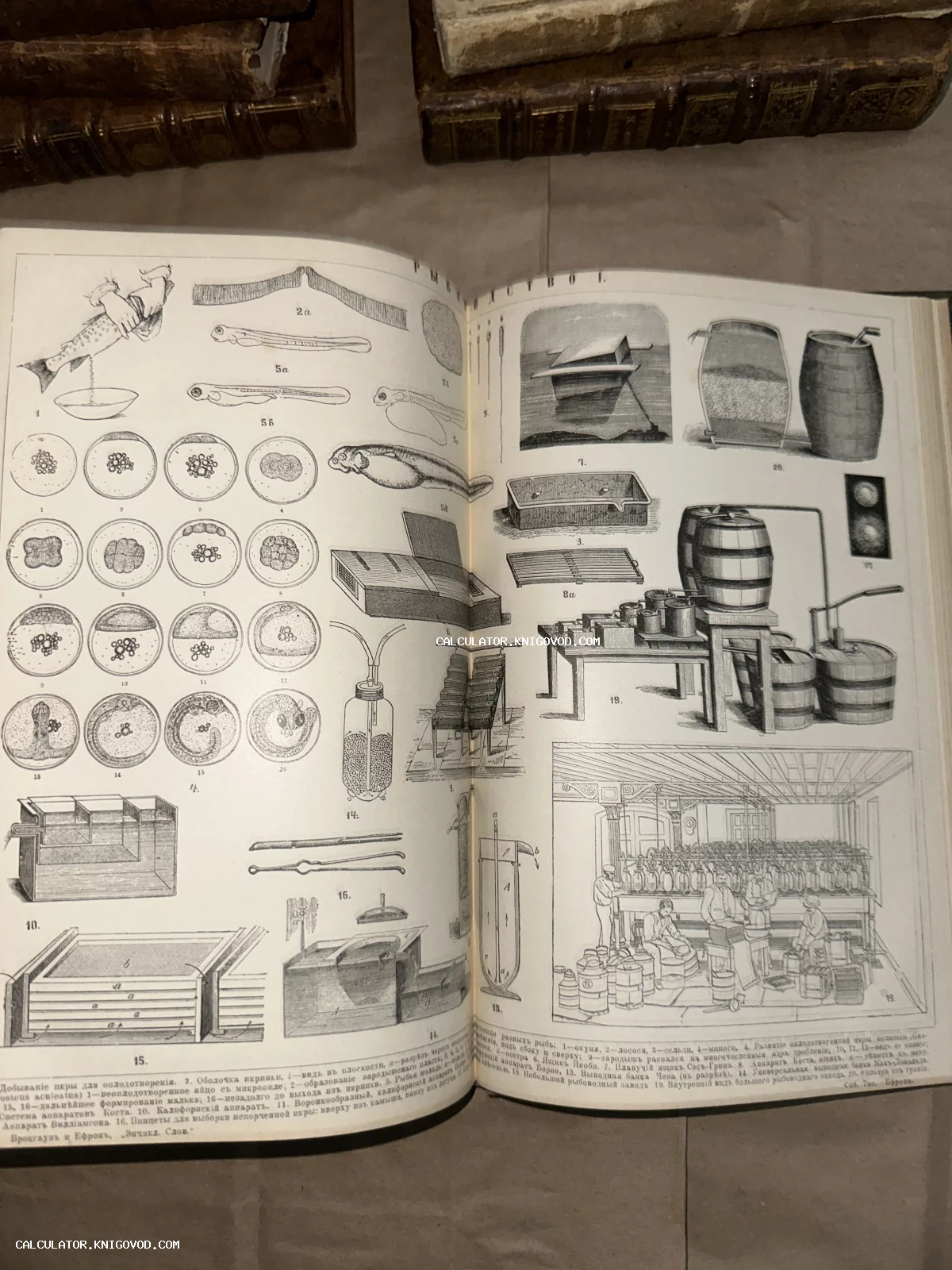 Разворот антикварной книги с детальными иллюстрациями стадий развития рыбьей икры и оборудованием для рыбозавода.
