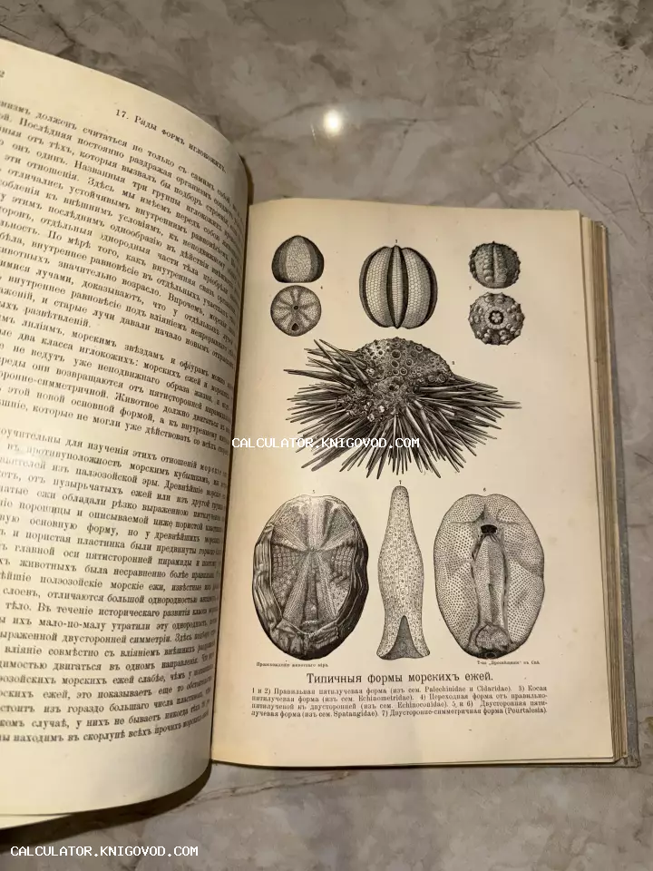 Разворот старинной книги с научными иллюстрациями морских ежей и текстом в дореволюционной орфографии.