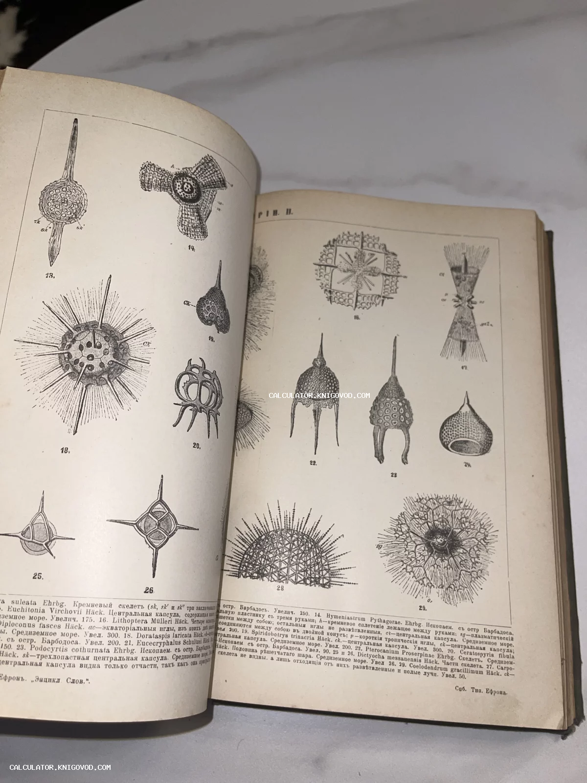 Разворот старинной книги с черно-белыми иллюстрациями микроскопических организмов и текстом на дореволюционном русском языке.