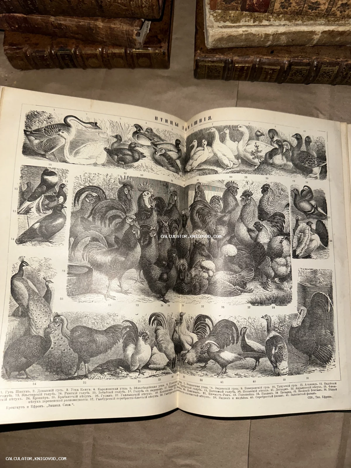 Разворот антикварной книги с детальной черно-белой гравюрой, изображающей различные породы домашних птиц: гусей, уток, петухов, кур и павлинов.