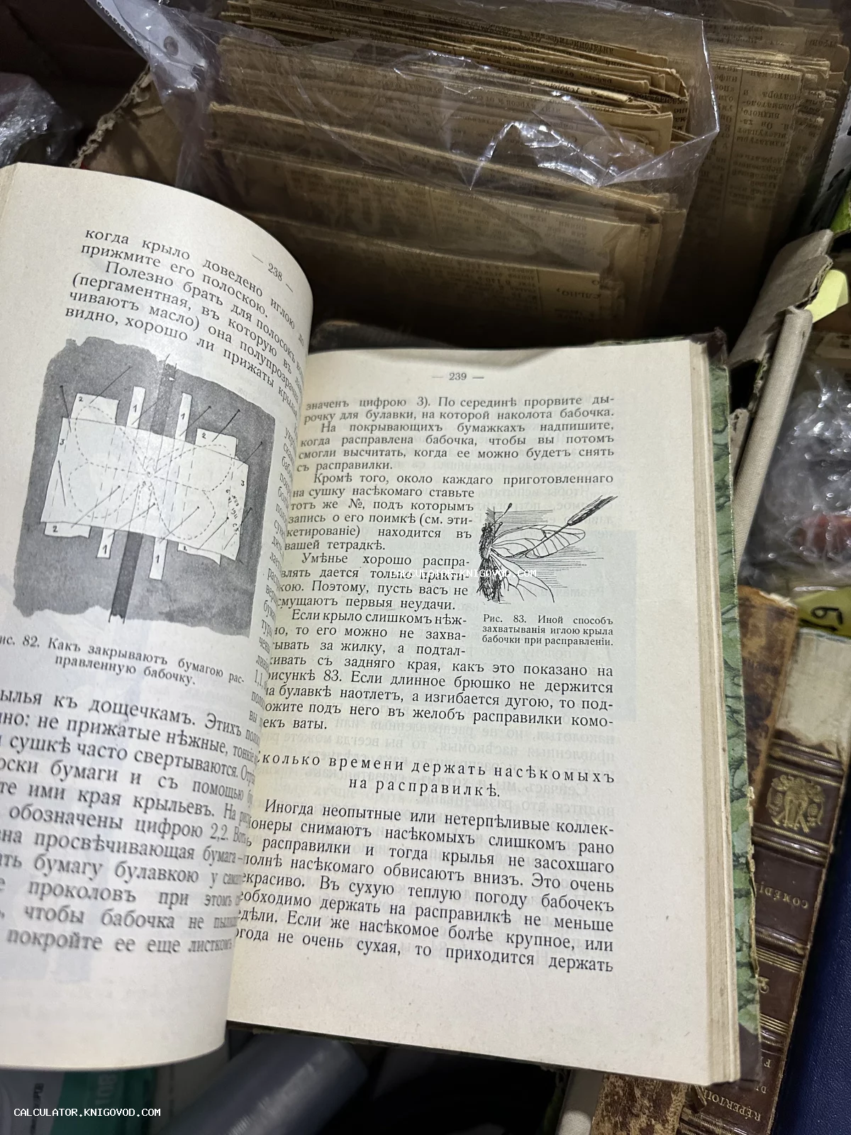 Разворот старой книги с текстом на дореволюционном русском языке и иллюстрациями, обучающими расправлению крыльев бабочек для коллекции.