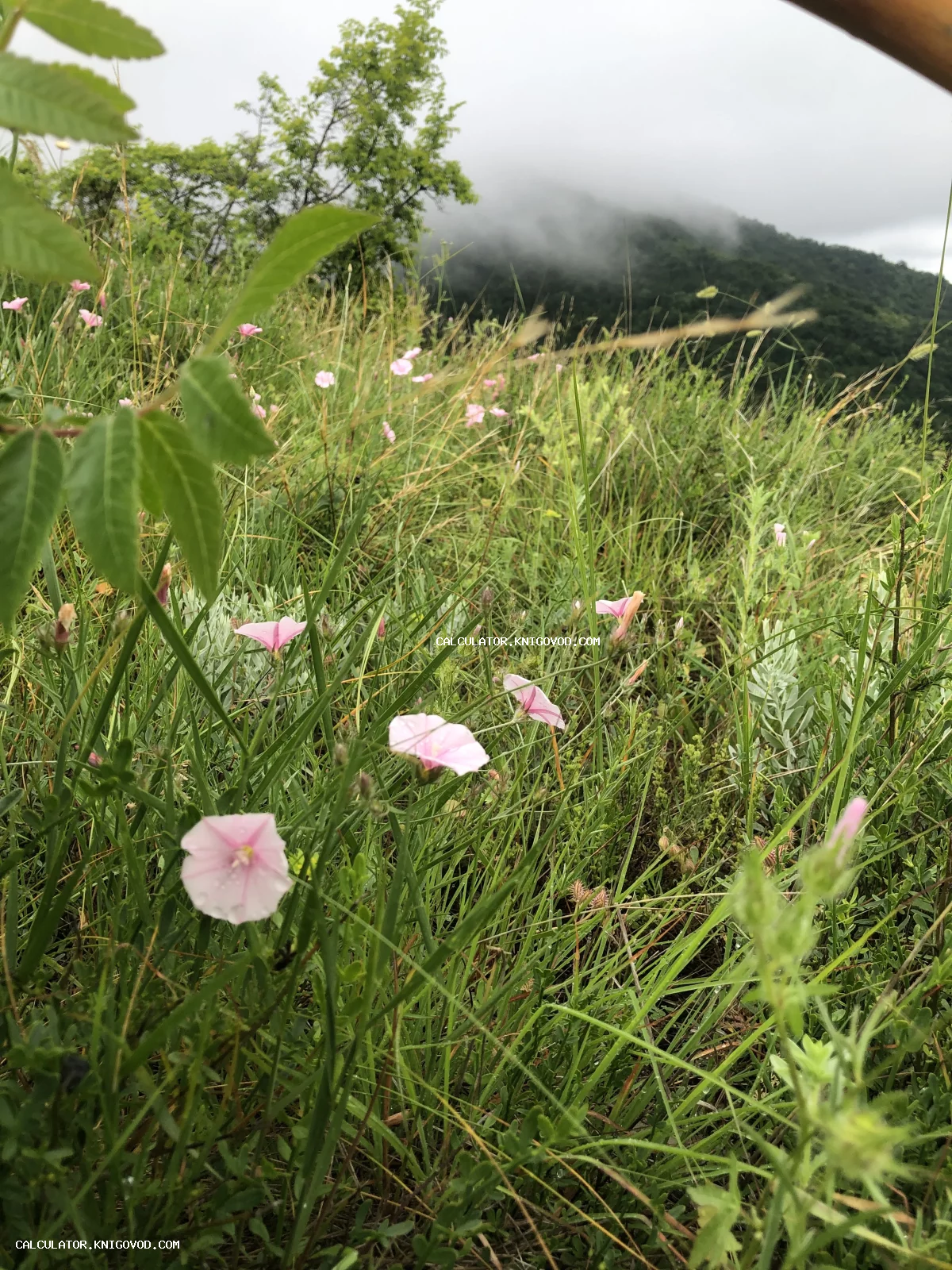 Поле с розовыми полевыми цветами на фоне зеленых холмов, окутанных густым белым туманом.