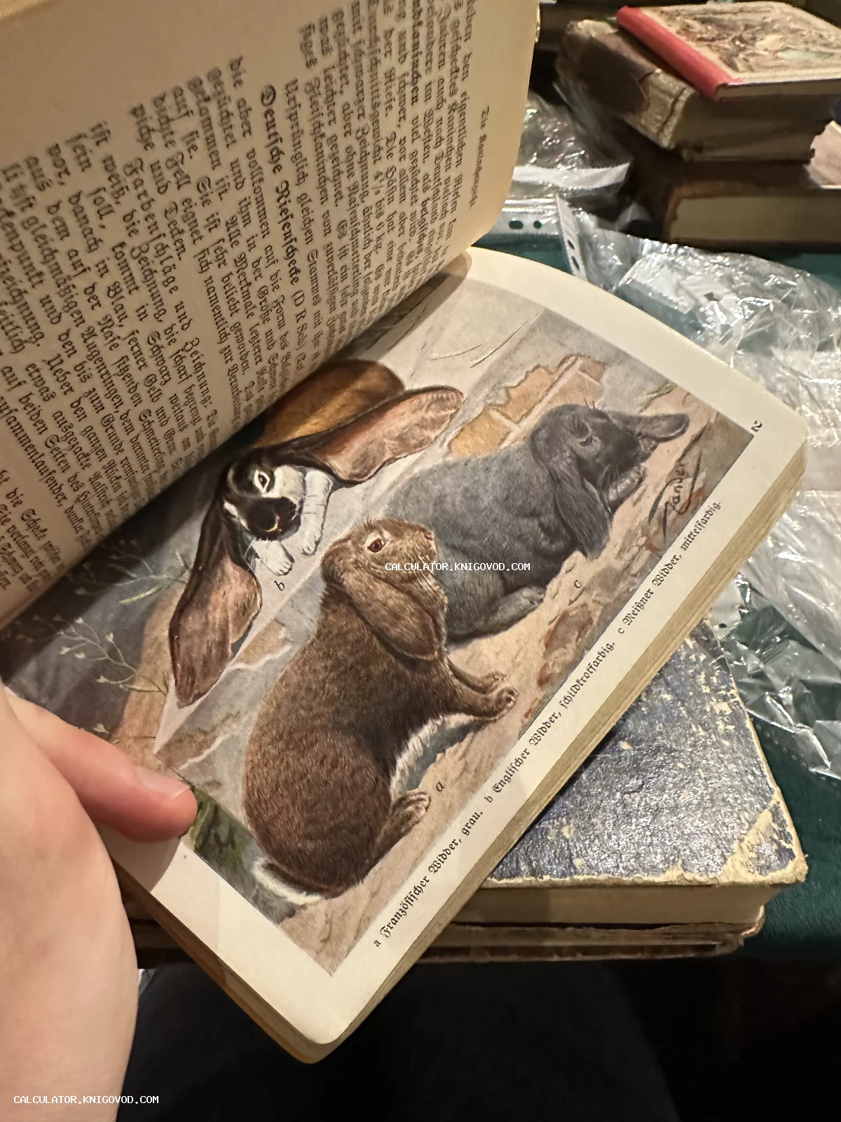 Разворот старинной книги с готическим шрифтом и цветной иллюстрацией трех пород кроликов: французский, английский и мейсенский бараны.