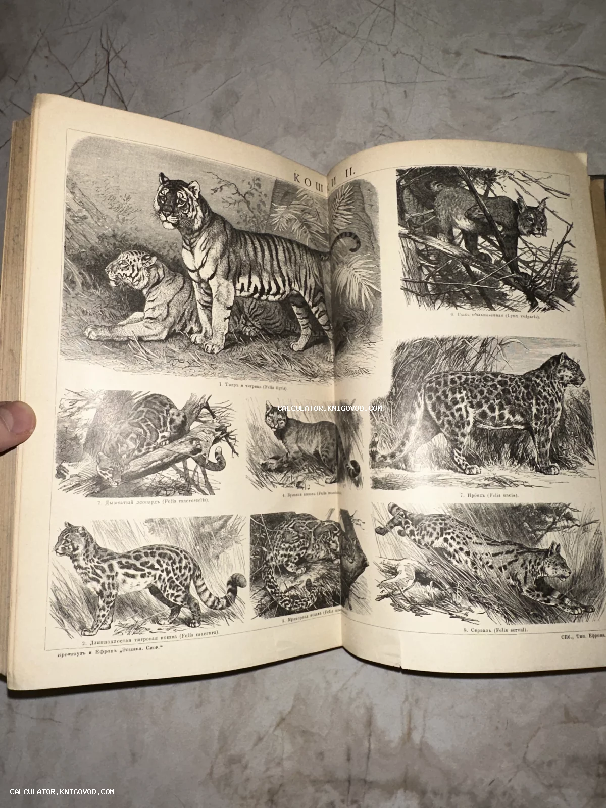 Разворот старинной книги с черно-белыми иллюстрациями диких кошек, включая тигра, леопарда и рысь.