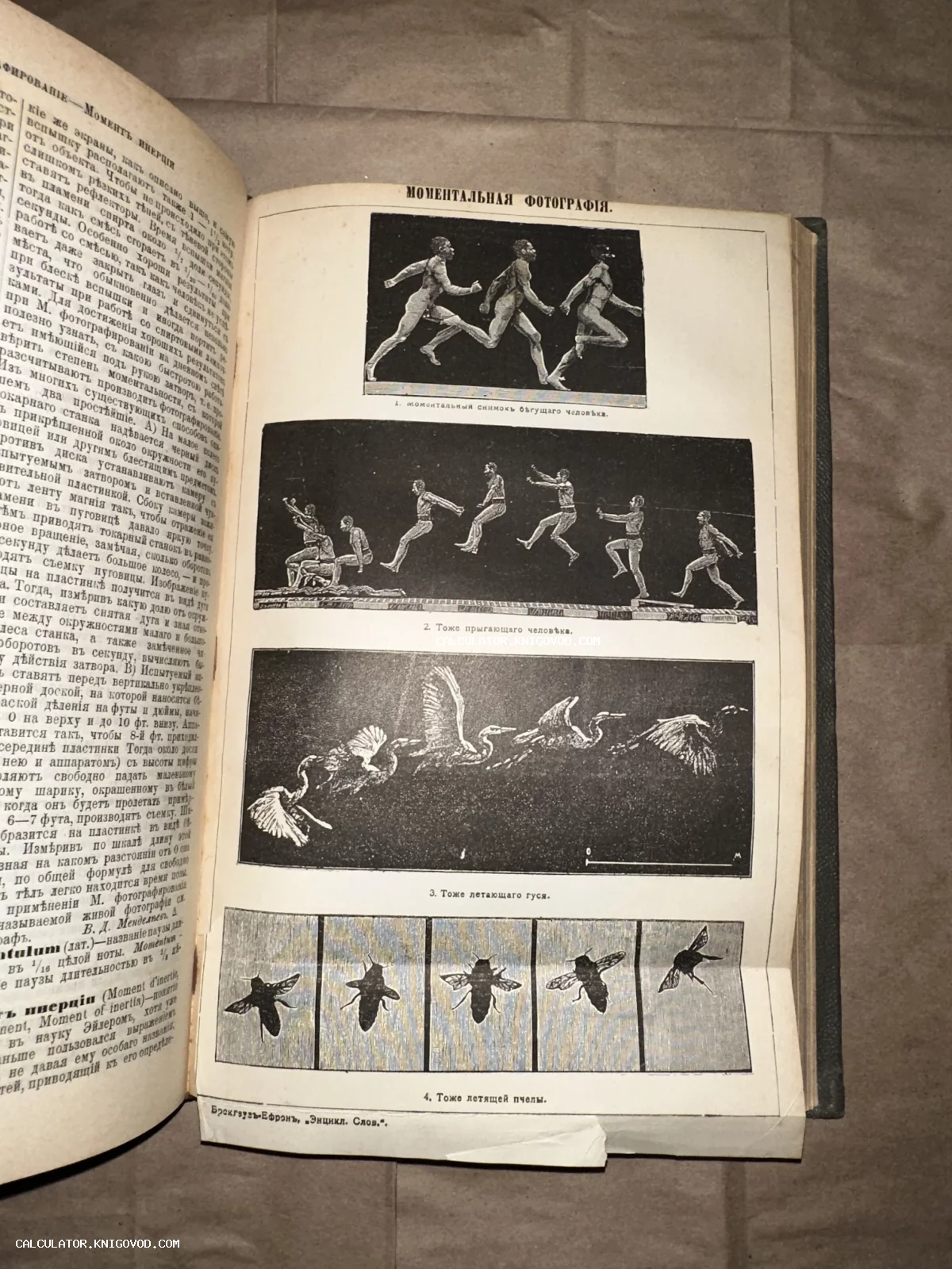 Страница старинной энциклопедии с иллюстрациями хронофотографии: фазы движения бегущего человека, прыжка, полета гуся и пчелы.