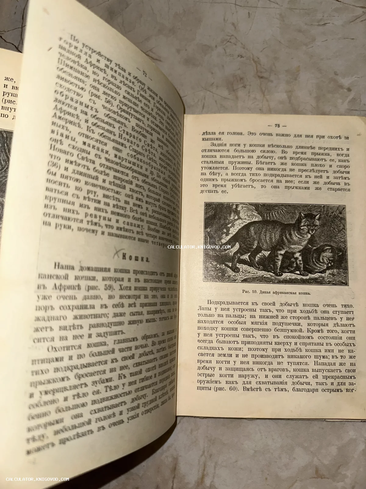 Разворот старинной книги с дореволюционным шрифтом и черно-белой иллюстрацией дикой африканской кошки.