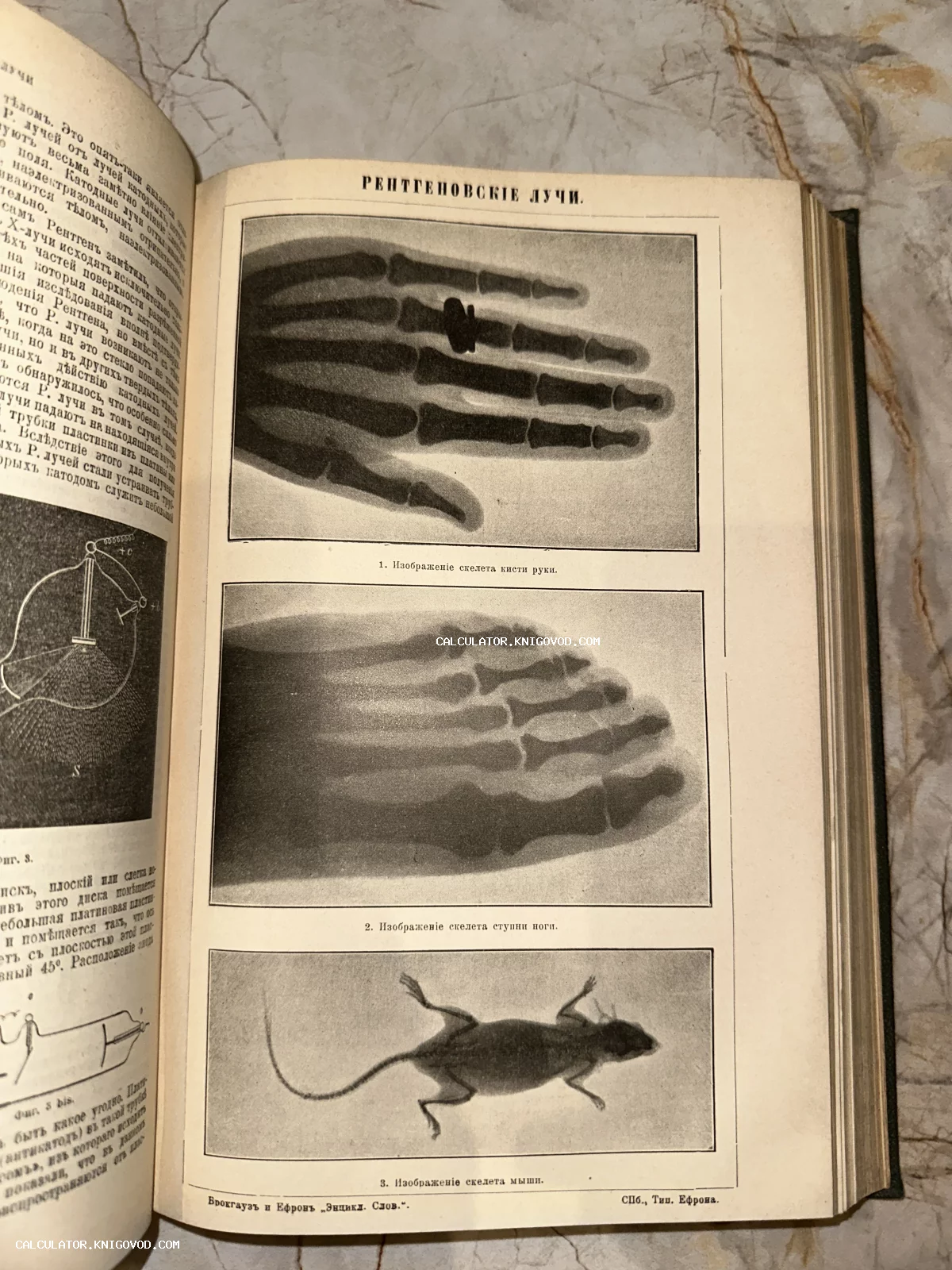 Разворот старинной книги со статьей о рентгеновских лучах и иллюстрациями снимков скелета руки, стопы и мыши.