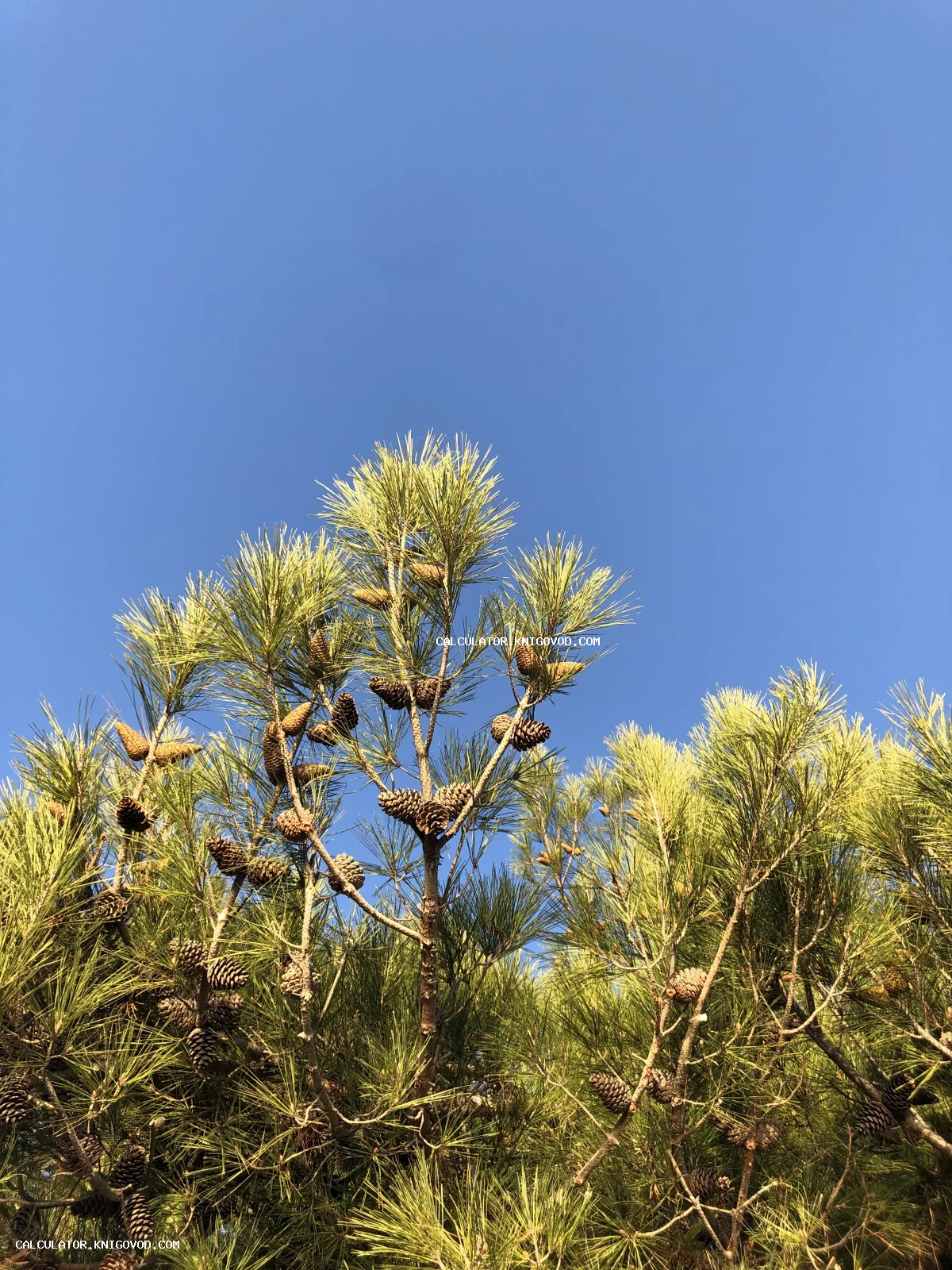 Крупный план сосновых ветвей с множеством коричневых шишек на фоне чистого голубого неба.