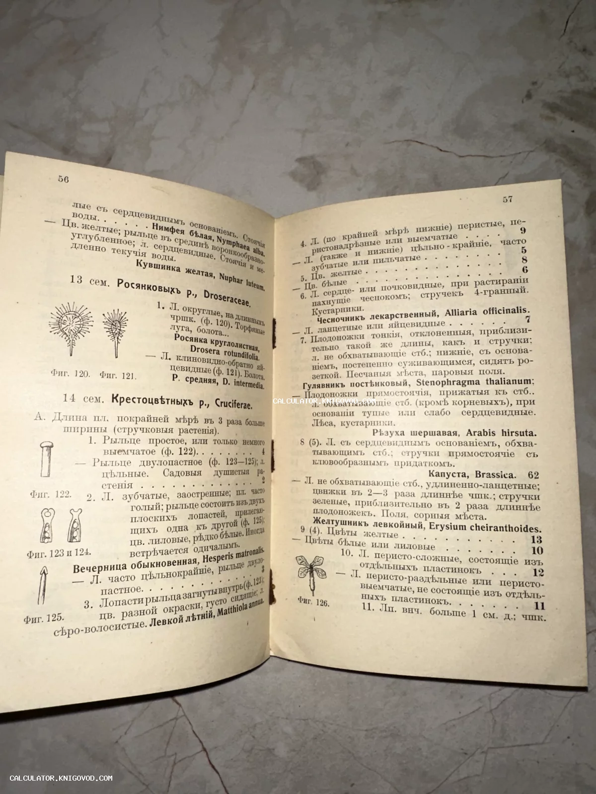 Разворот антикварной книги по ботанике с описанием семейств Росянковых и Крестоцветных, дополненный схематичными иллюстрациями.