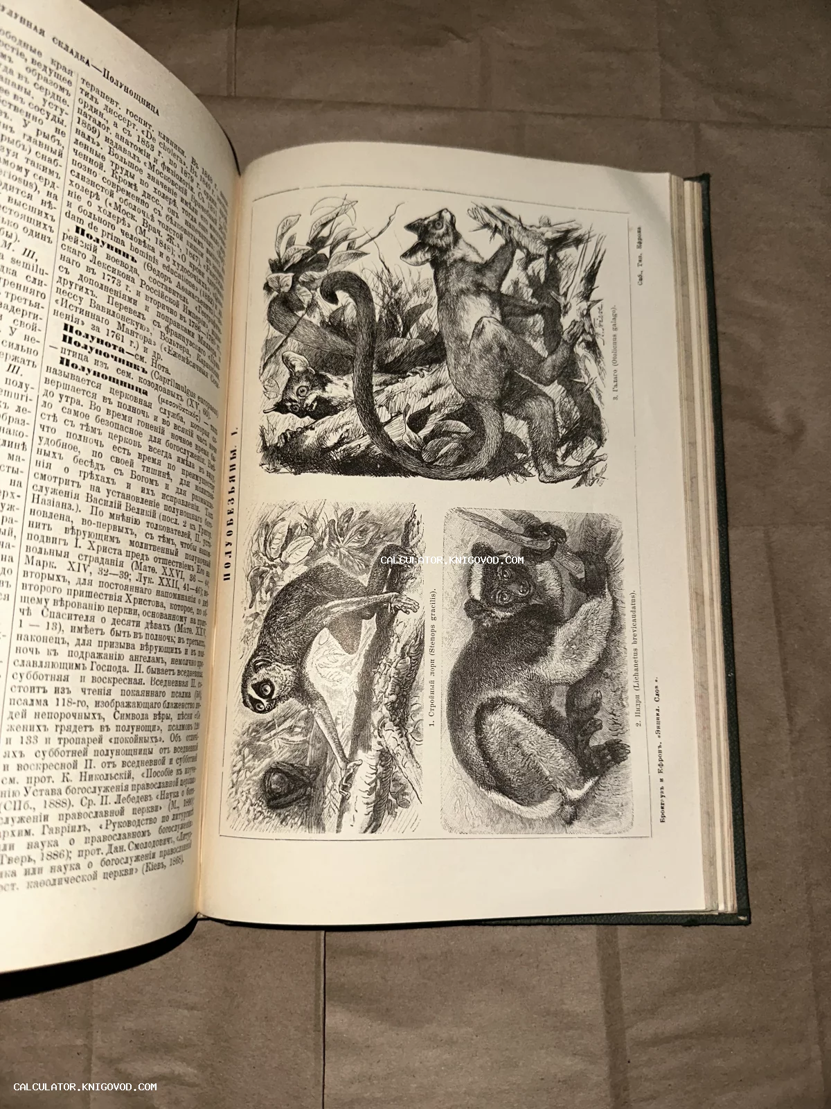 Разворот антикварной книги с дореволюционным текстом и черно-белыми гравюрами лемуров, лори и галаго.