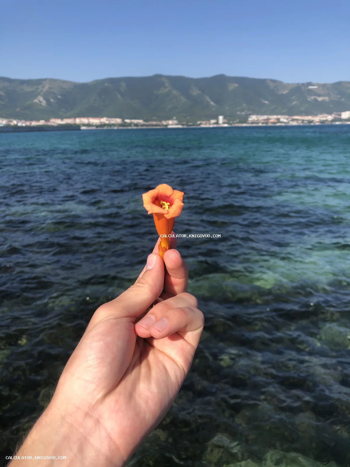 Рука держит оранжевый колокольчатый цветок на фоне лазурного моря, прибрежного города и зеленых гор.