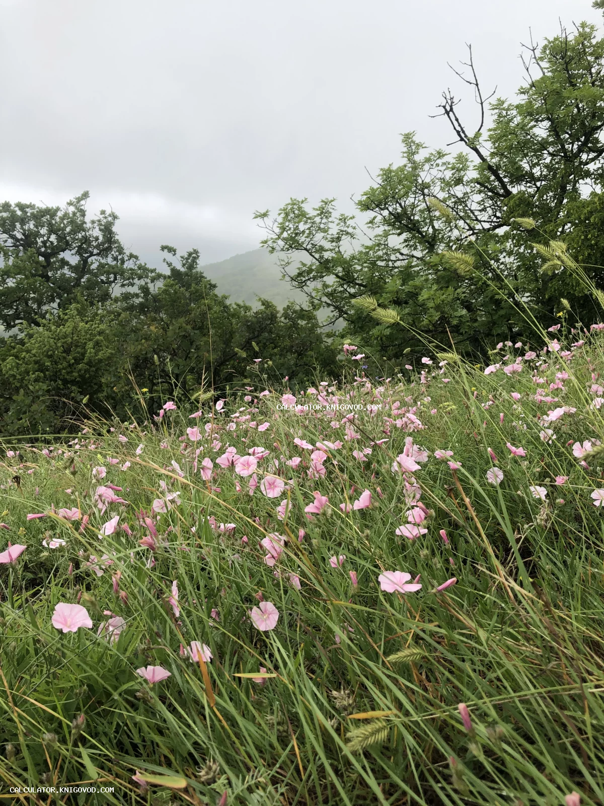 Поле розовых цветов вьюнка в густой зеленой траве на фоне лесистого склона в тумане.