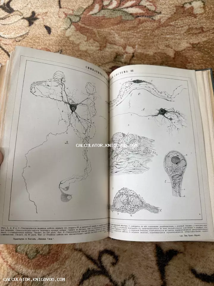 Разворот антикварной книги с черно-белыми гравюрами нервных клеток и волокон симпатической нервной системы на старой бумаге.