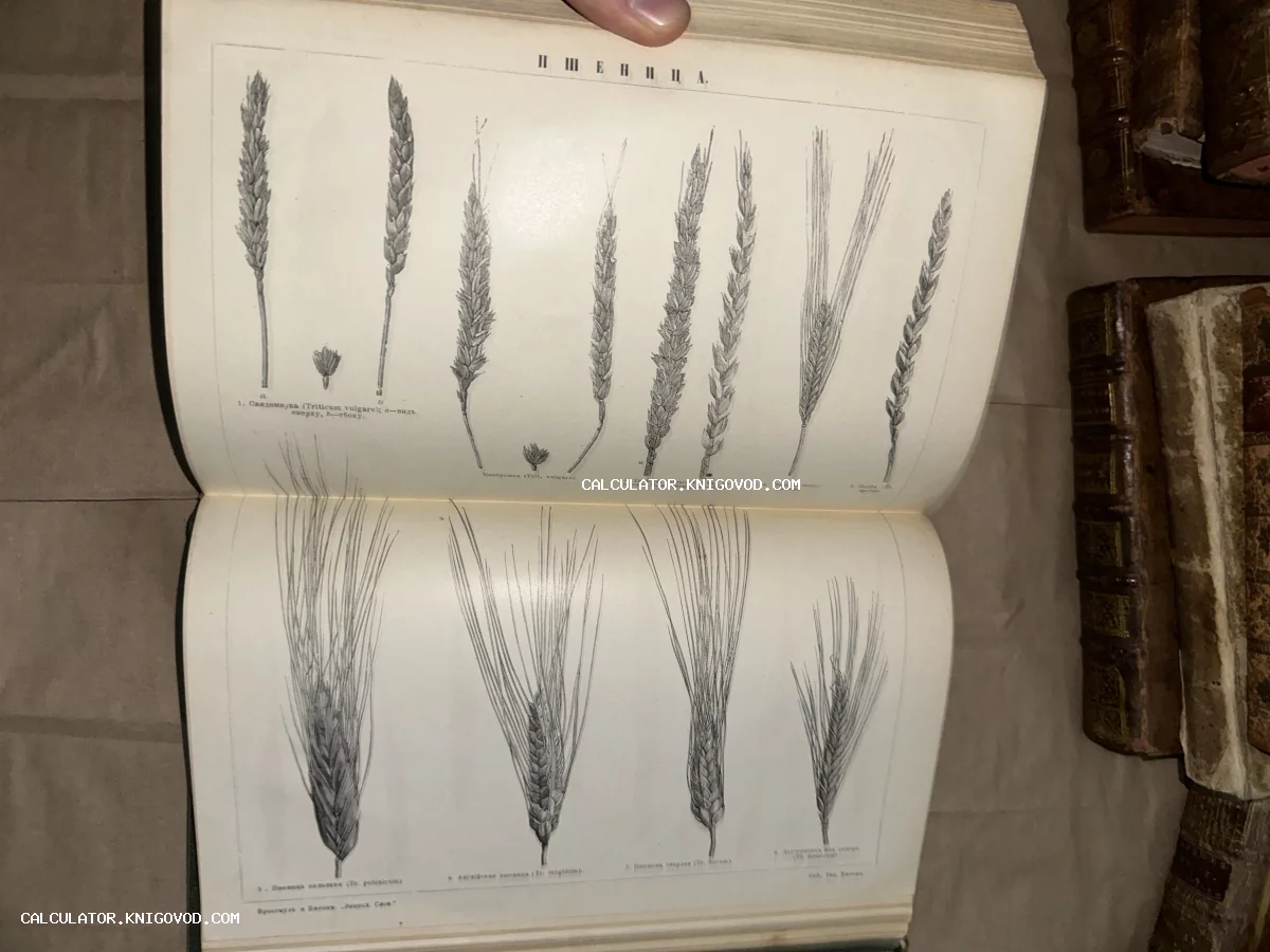 Разворот старинной книги с детальными графическими изображениями различных сортов колосьев пшеницы и подписями на дореволюционном русском языке.