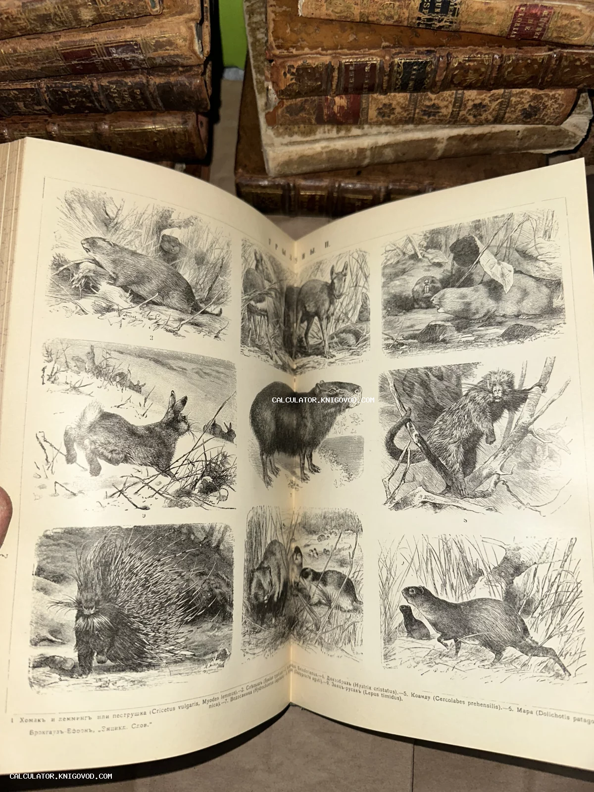 Разворот открытой антикварной книги с черно-белыми гравюрами различных животных, включая дикобраза, зайца и капибару, на фоне стопки старых кожаных томов.