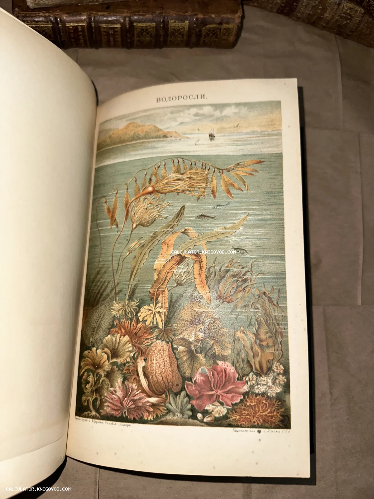 Разворот антикварной книги с цветной детальной иллюстрацией морских водорослей и подводной растительности.