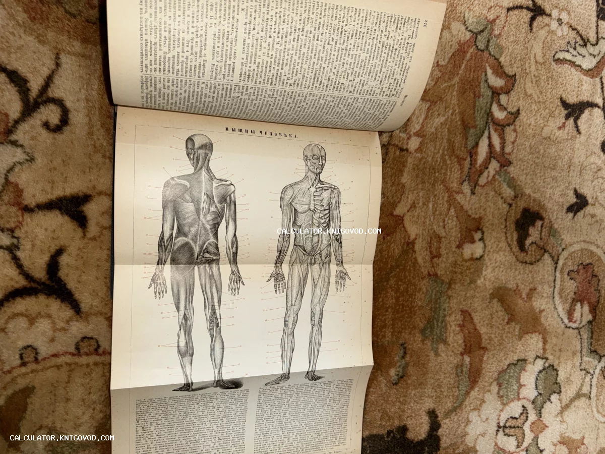 Разворот старинной книги с детальной гравюрой, изображающей мышечную систему человека спереди и со спины с нумерацией и пояснениями.