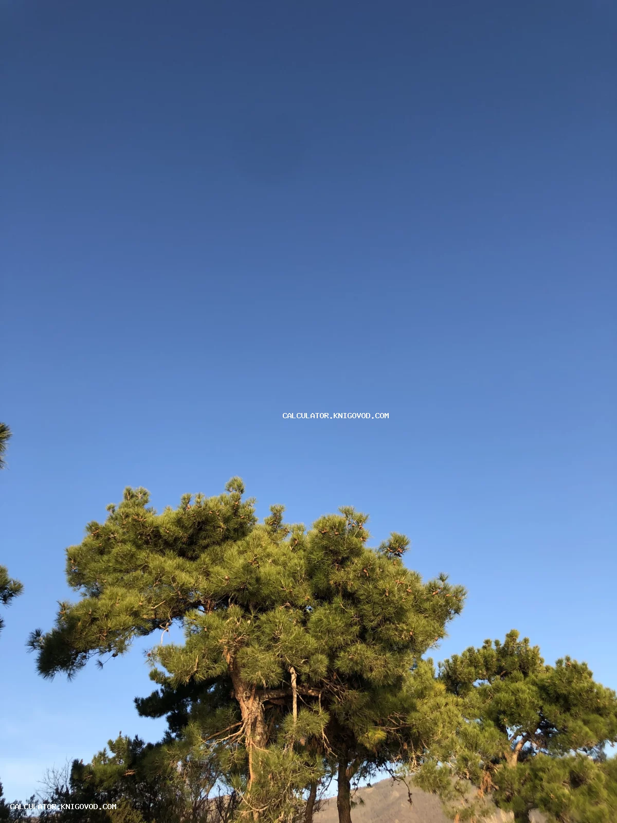 Верхушки пышных зеленых сосен на фоне чистого ярко-синего неба в солнечный день.