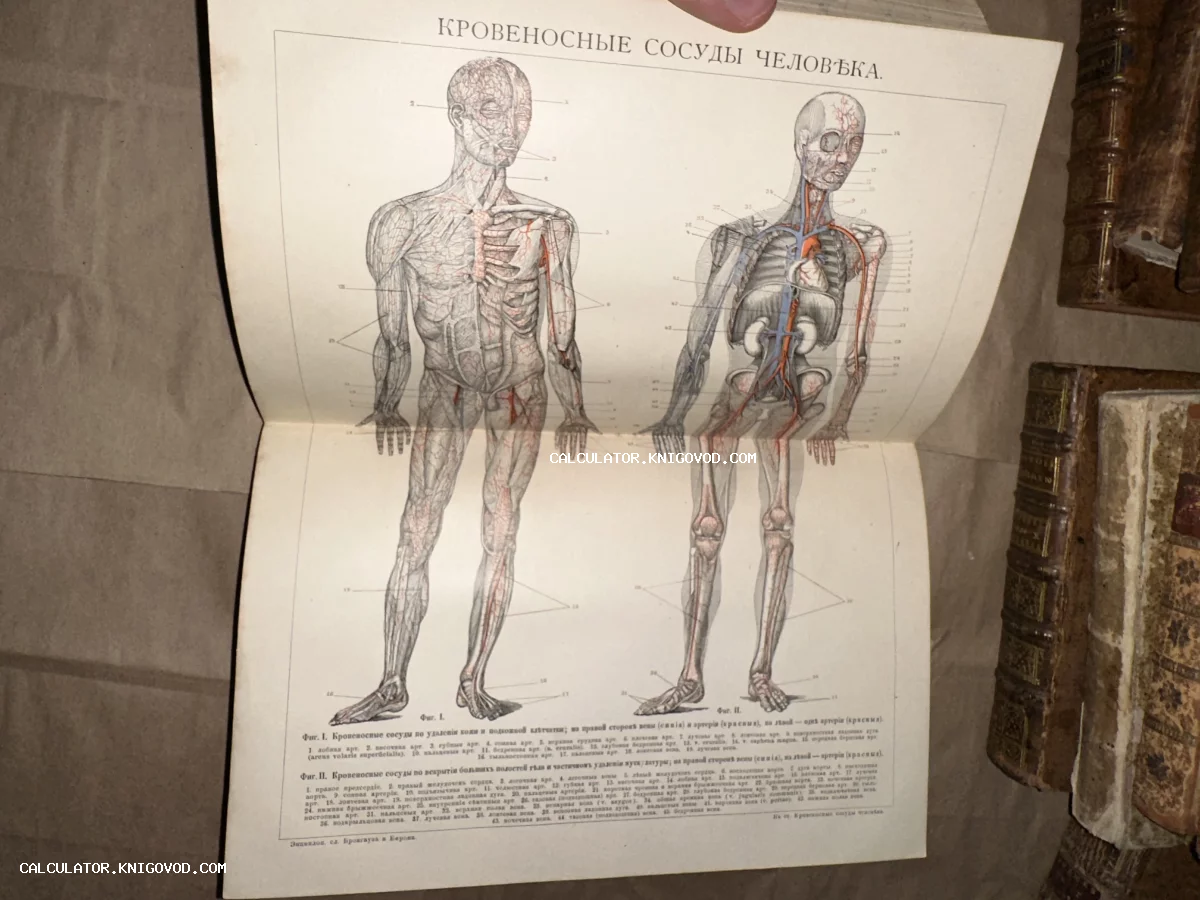 Разворот антикварной книги с цветной гравюрой, изображающей кровеносную систему человека в полный рост с подписями на дореволюционном русском языке.
