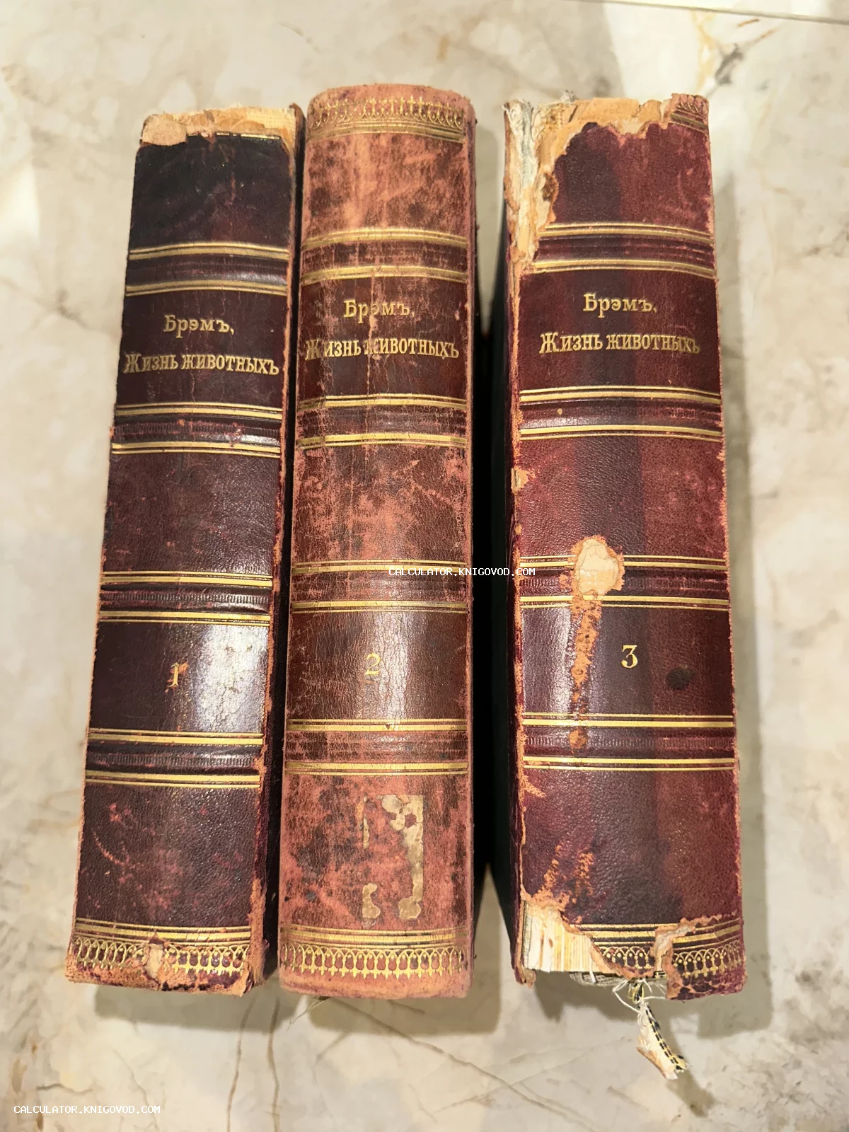 Три антикварных тома книги Альфреда Брема «Жизнь животных» с кожаными корешками и золотым тиснением.