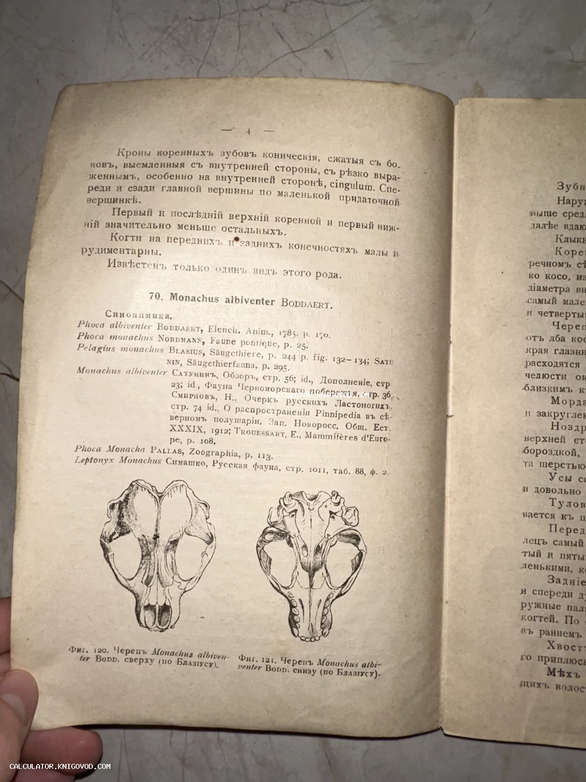 Страница старинной книги с дореволюционным шрифтом и зарисовками черепа тюленя-монаха.