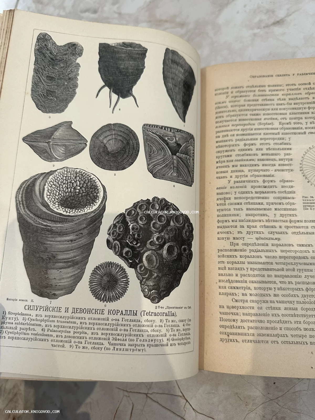 Разворот старинной книги с черно-белыми иллюстрациями ископаемых кораллов и текстом на дореволюционном русском языке.