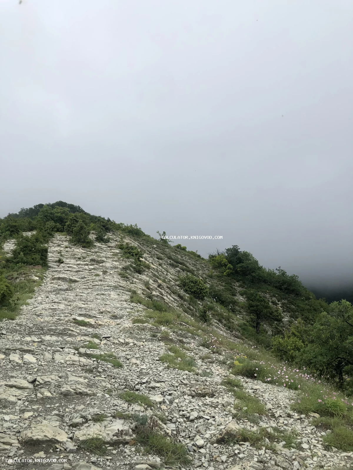 Каменистая горная тропа, уходящая вверх в густой белый туман, поросшая кустарником и редкими розовыми цветами.