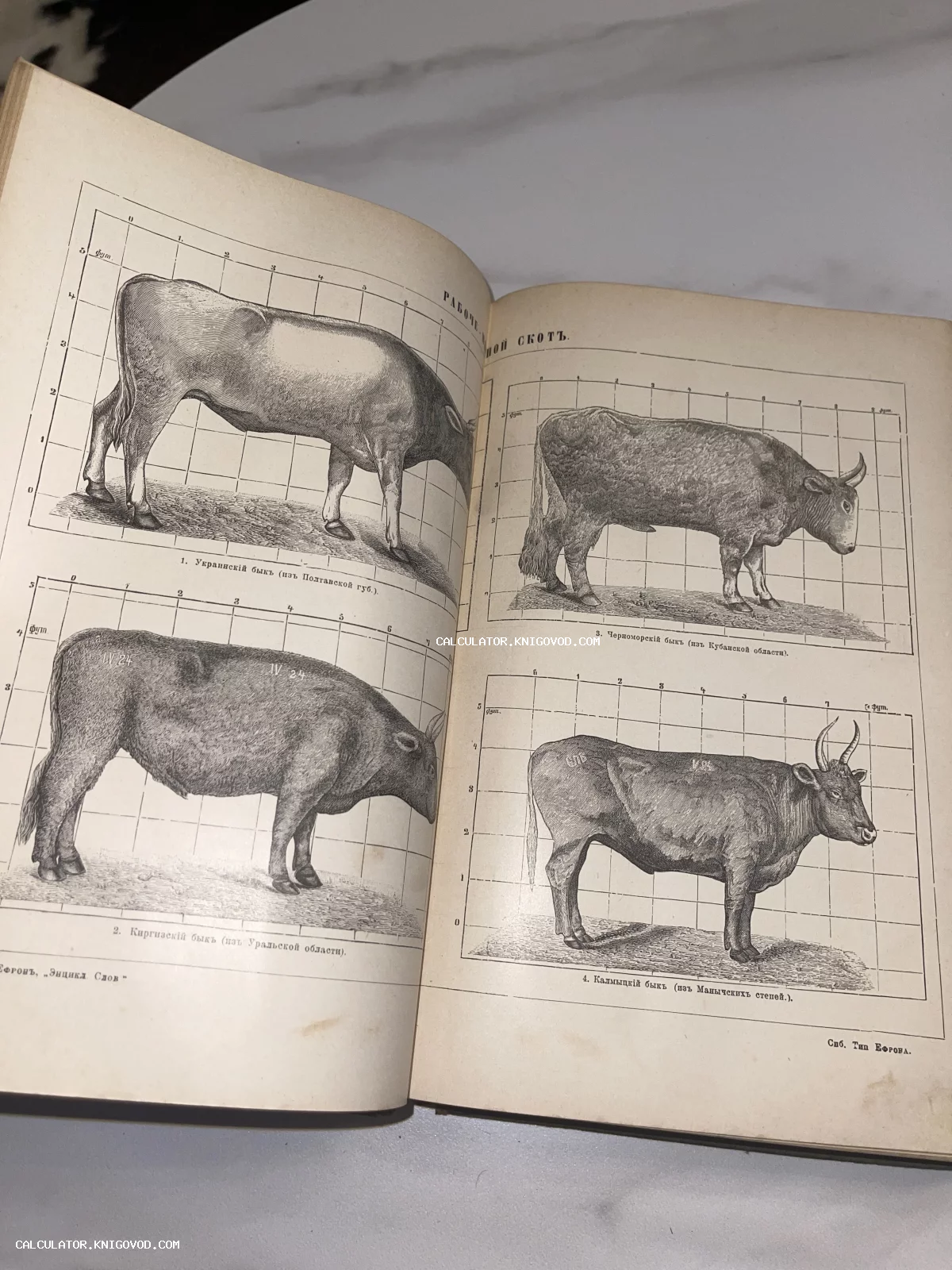 Разворот антикварной книги с черно-белыми гравюрами четырех пород быков на фоне измерительной сетки.