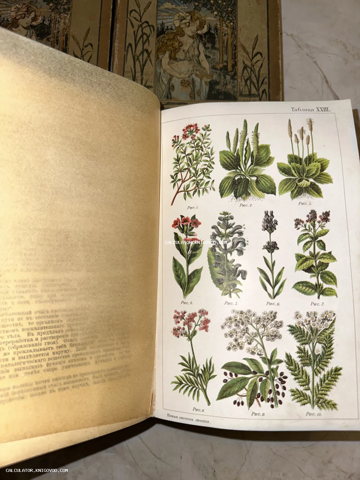 Разворот старинной книги с цветными ботаническими иллюстрациями подорожника, бузины и валерианы.