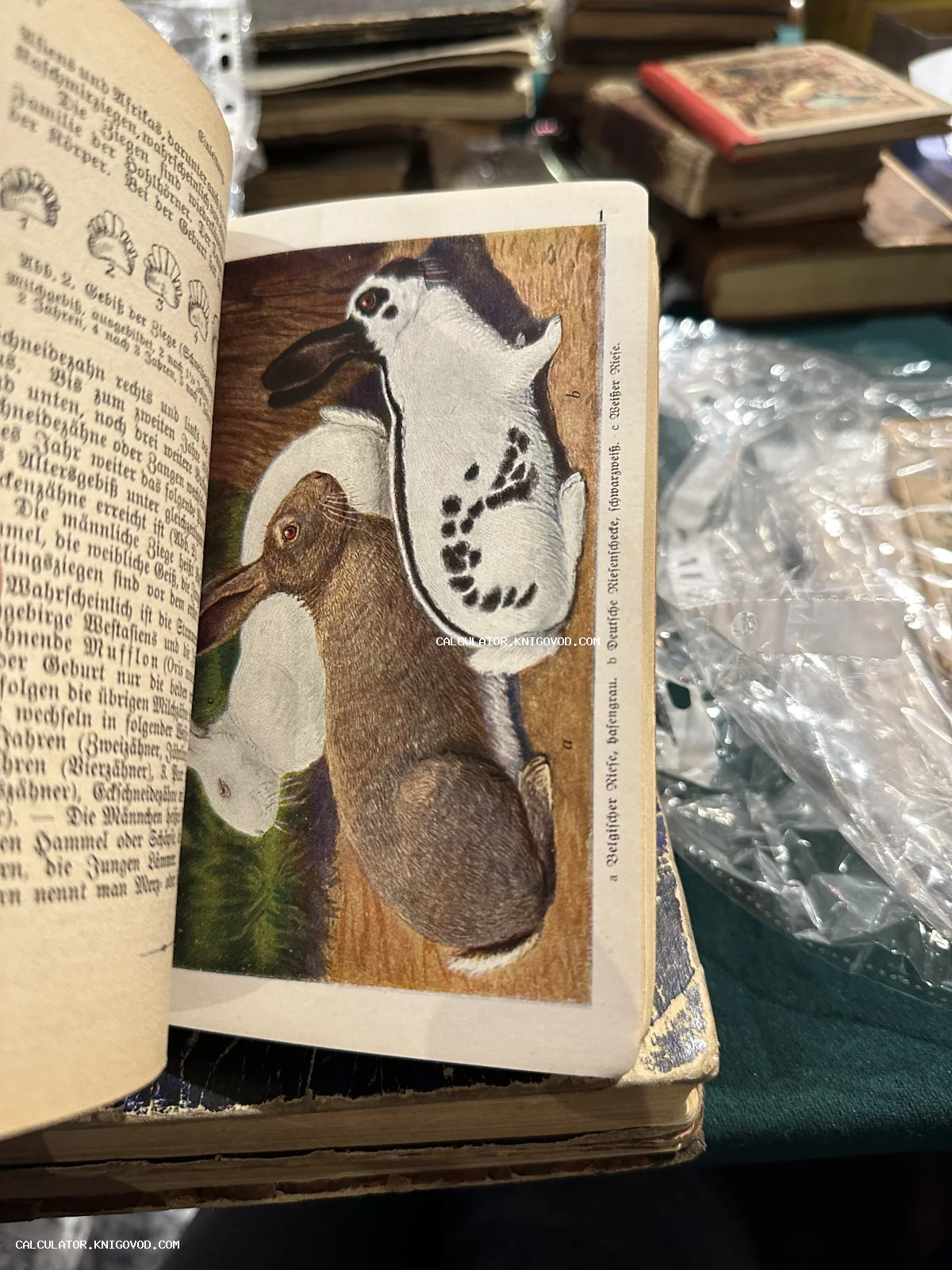 Открытая антикварная книга на немецком языке с цветной литографией, изображающей три породы кроликов: пятнистого, бурого и белого.