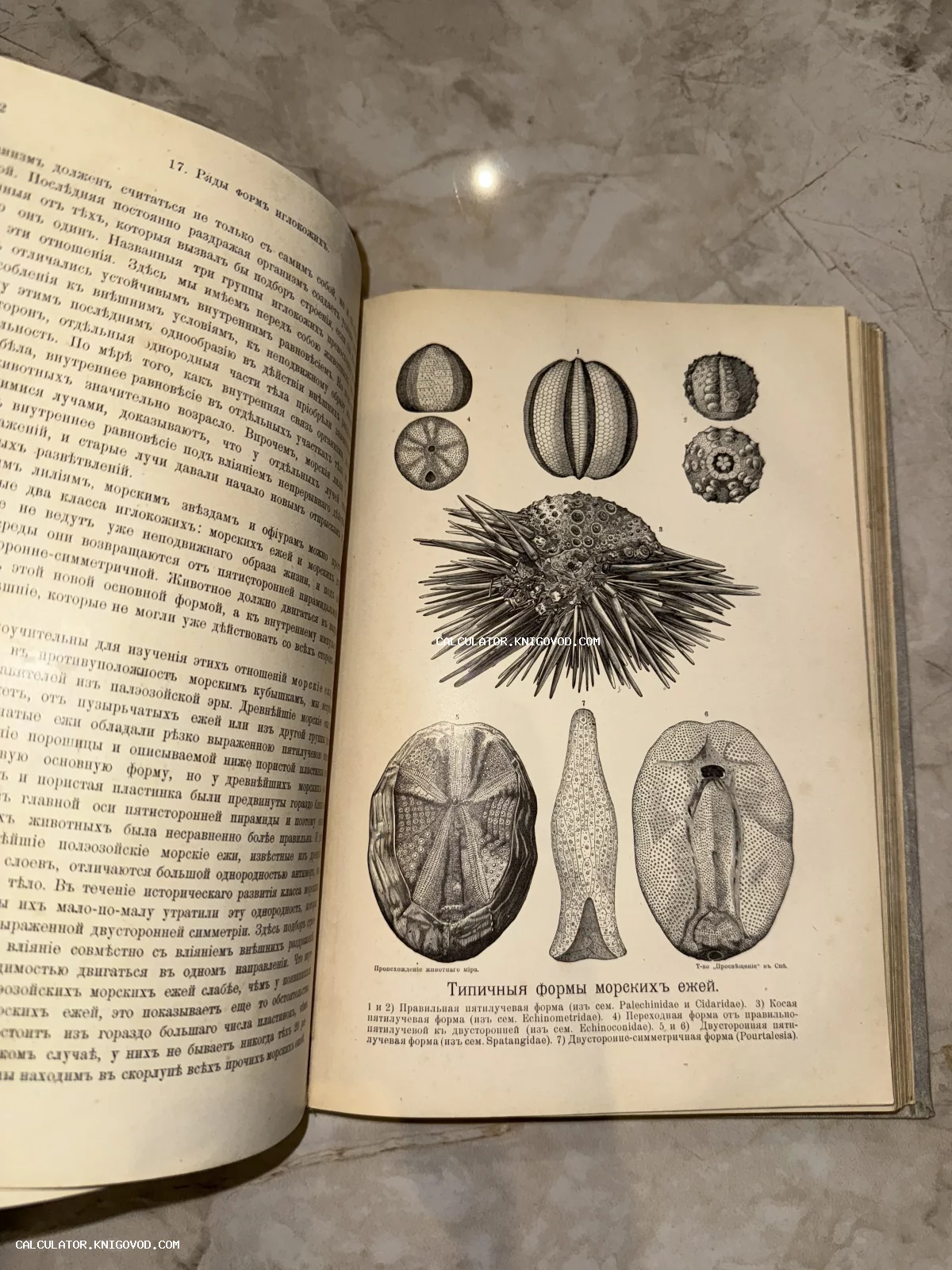 Разворот старинной книги с научными иллюстрациями морских ежей и текстом в дореволюционной орфографии.