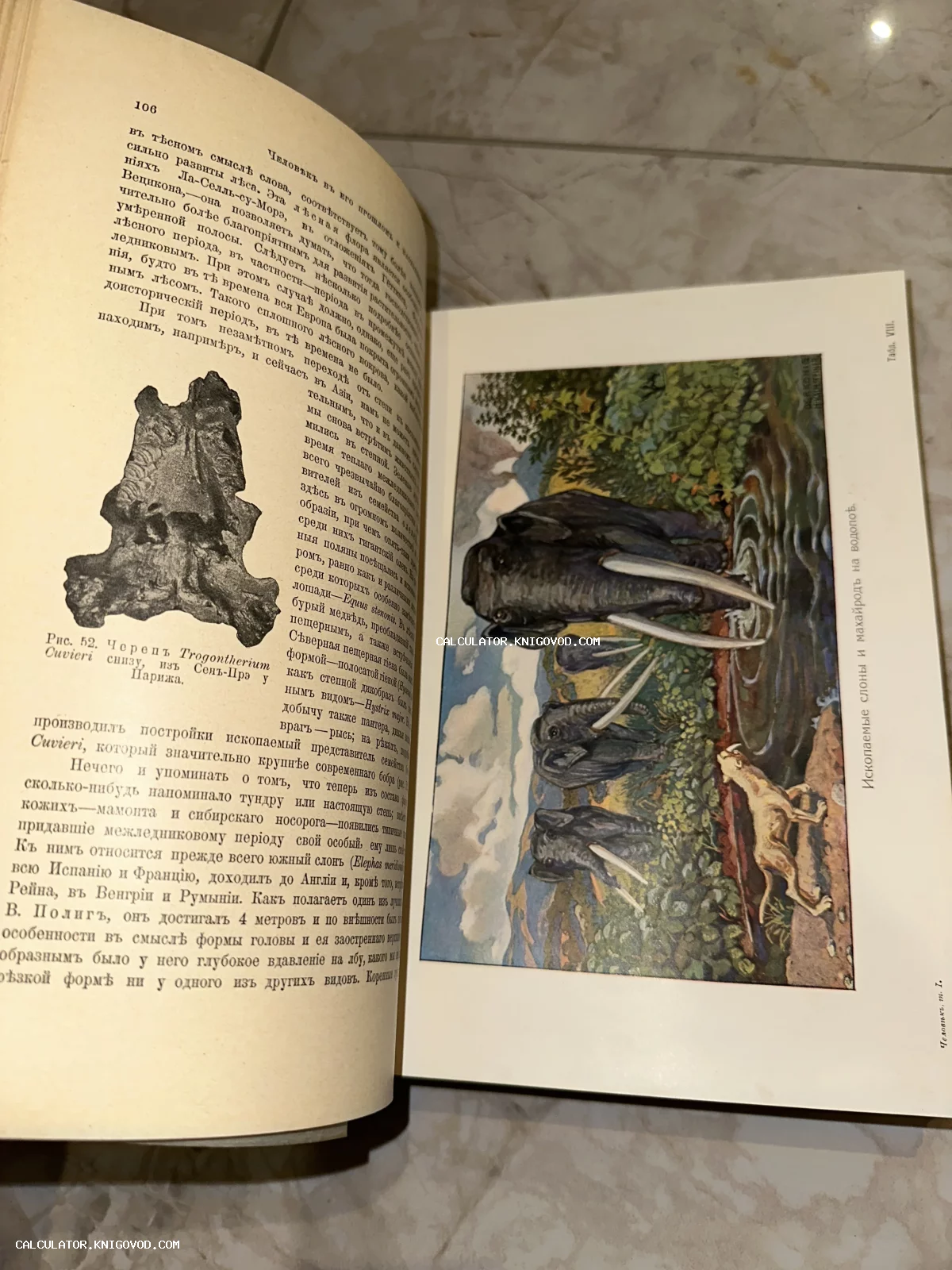 Разворот старинной книги на русском языке с черно-белым рисунком черепа и цветной литографией мамонтов и саблезубого тигра у водопоя.