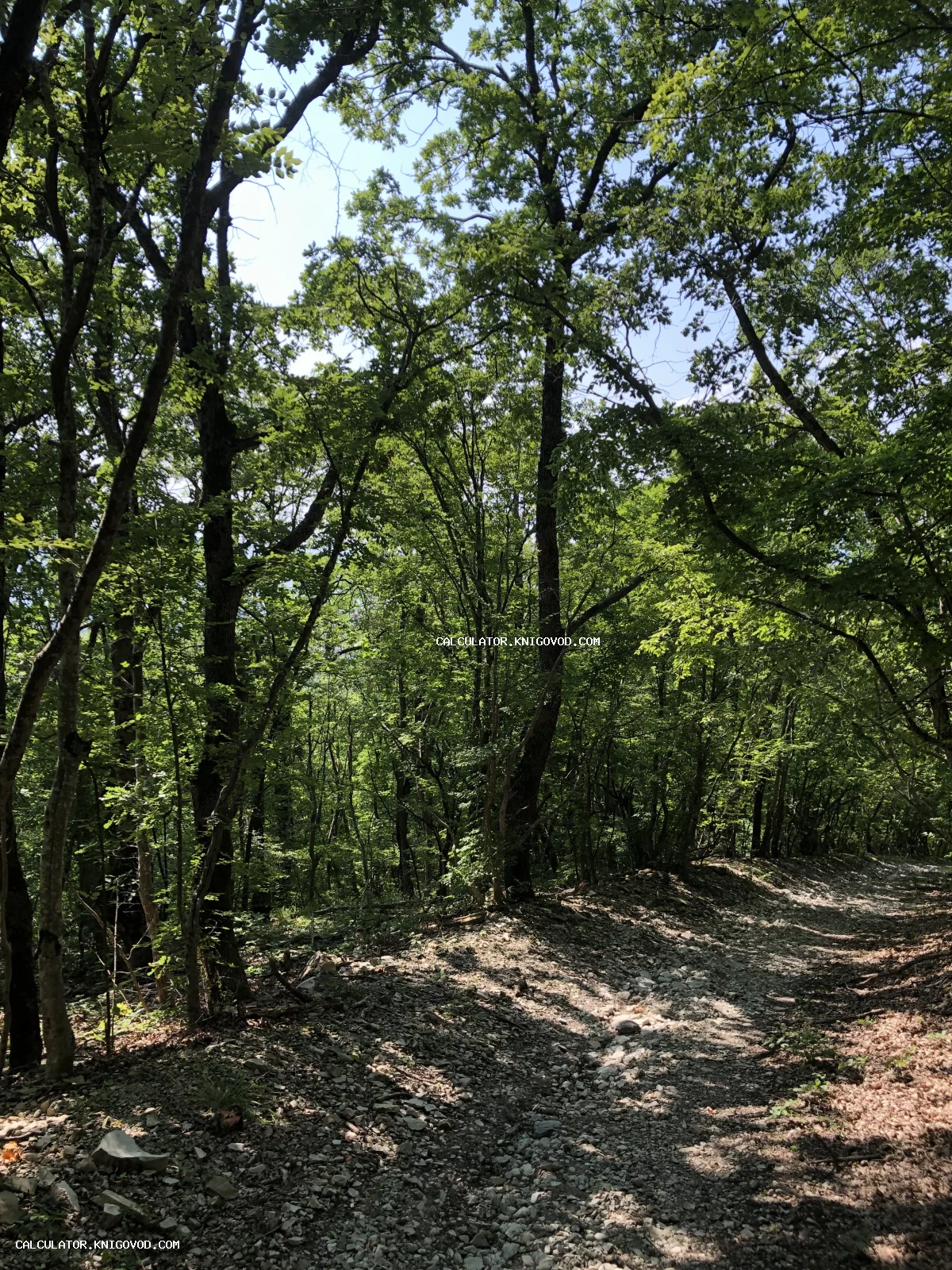 Каменистая лесная дорога, окруженная густыми зелеными лиственными деревьями под ярким солнечным светом.