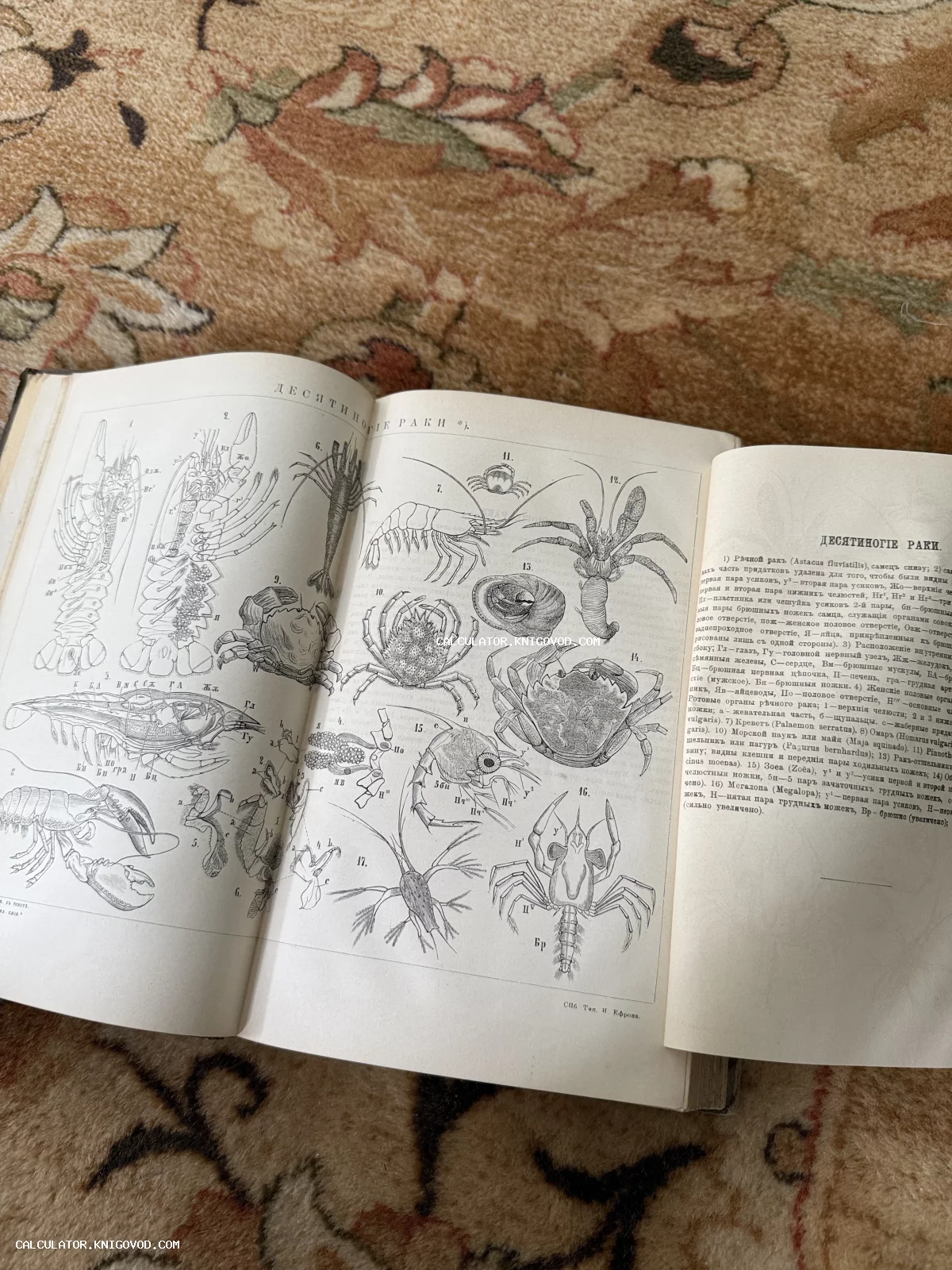 Разворот антикварной книги с черно-белыми гравюрами различных видов ракообразных, крабов и креветок с научными подписями.