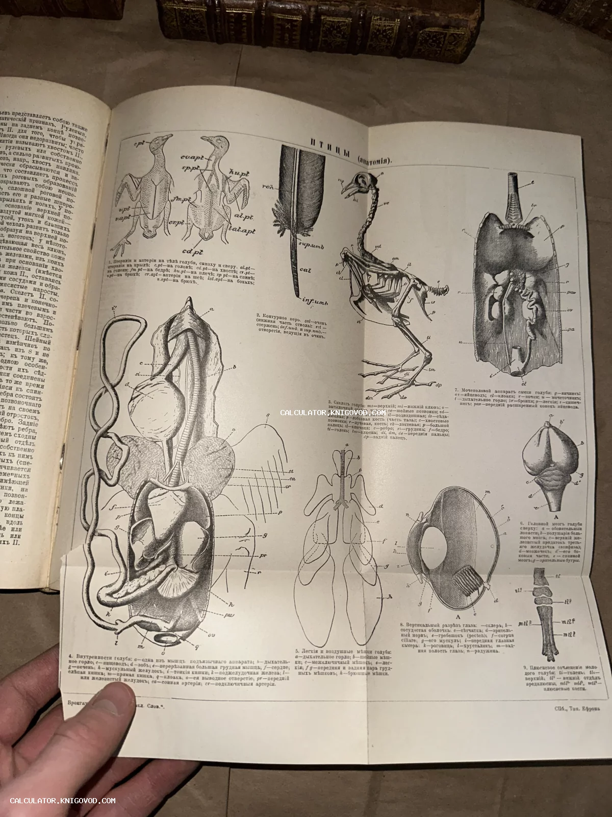 Разворот старинной книги с детальными черно-белыми схемами анатомии птиц: скелет, оперение, внутренние органы и строение глаза.