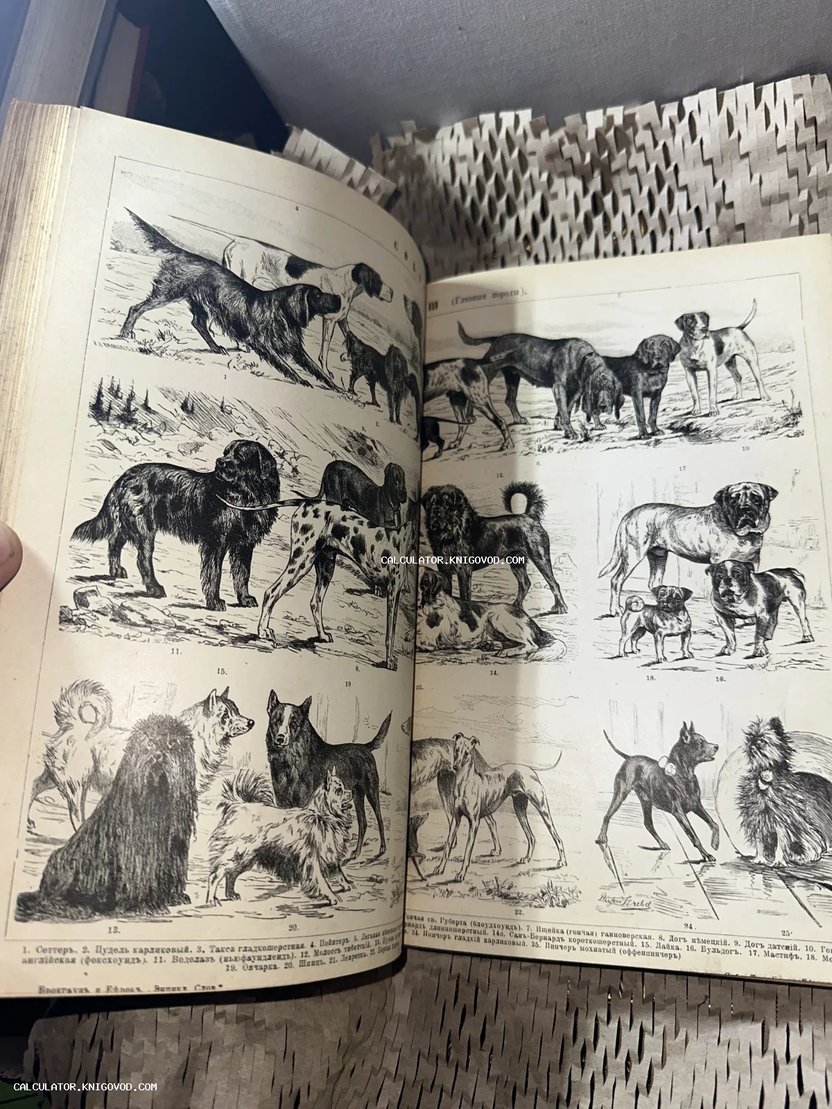 Разворот антикварной книги с детальными черно-белыми иллюстрациями различных пород собак, включая сеттеров, гончих и догов.