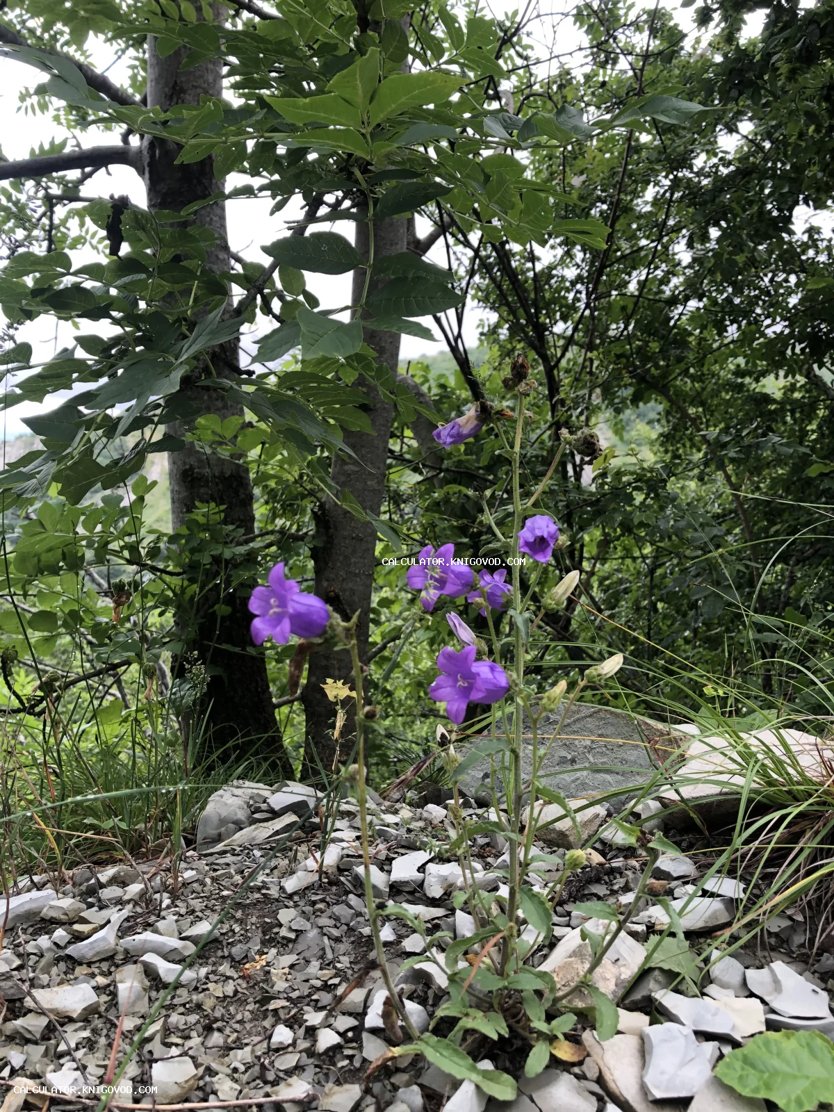 Фиолетовые лесные колокольчики, растущие среди серых камней на фоне деревьев и зелени.