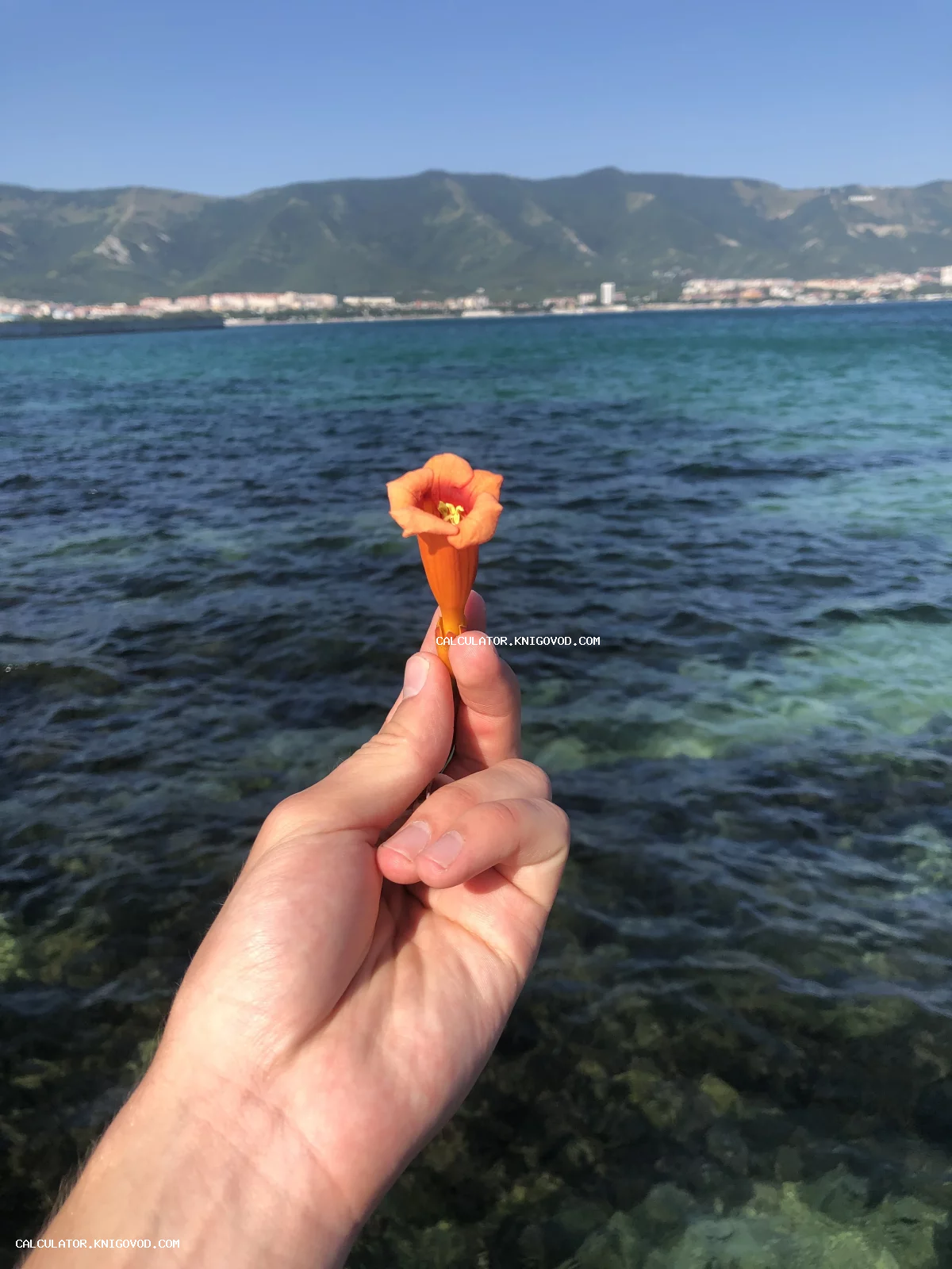 Мужская рука держит яркий оранжевый цветок на фоне синего моря и прибрежных гор под ясным небом.