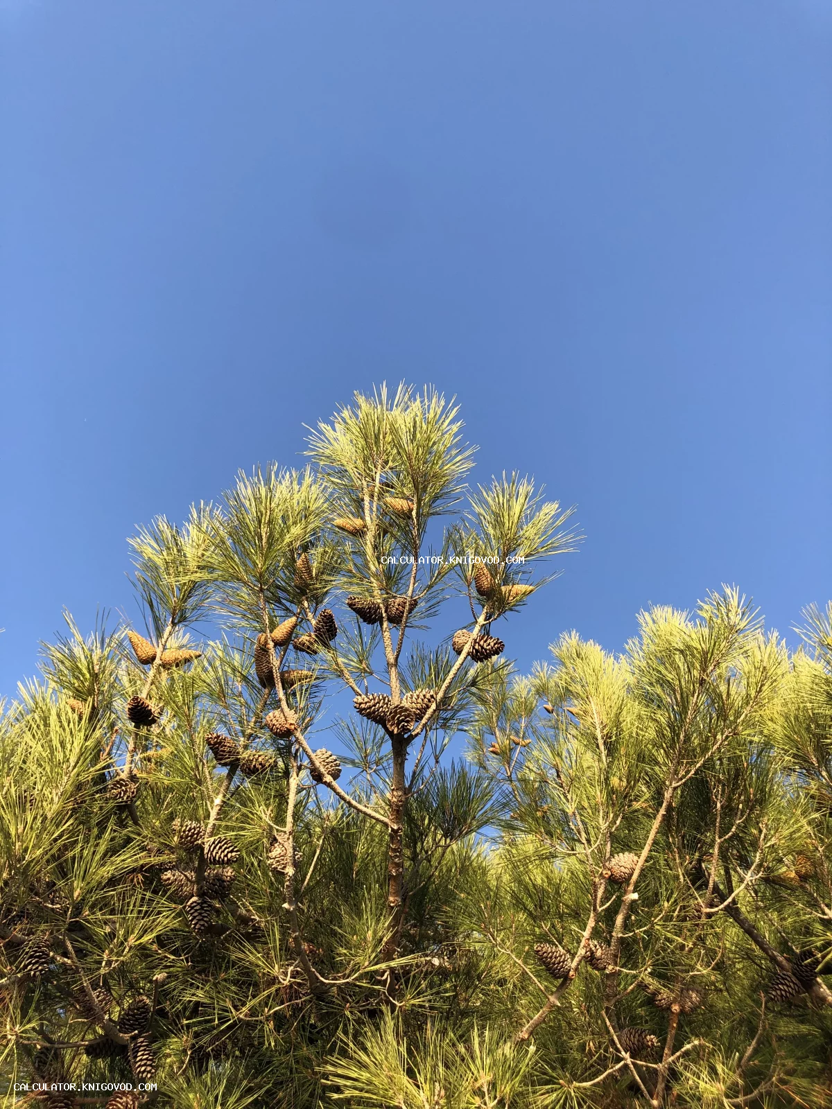 Крупный план сосновых веток с густой хвоей и множеством коричневых шишек на фоне чистого ярко-синего неба.