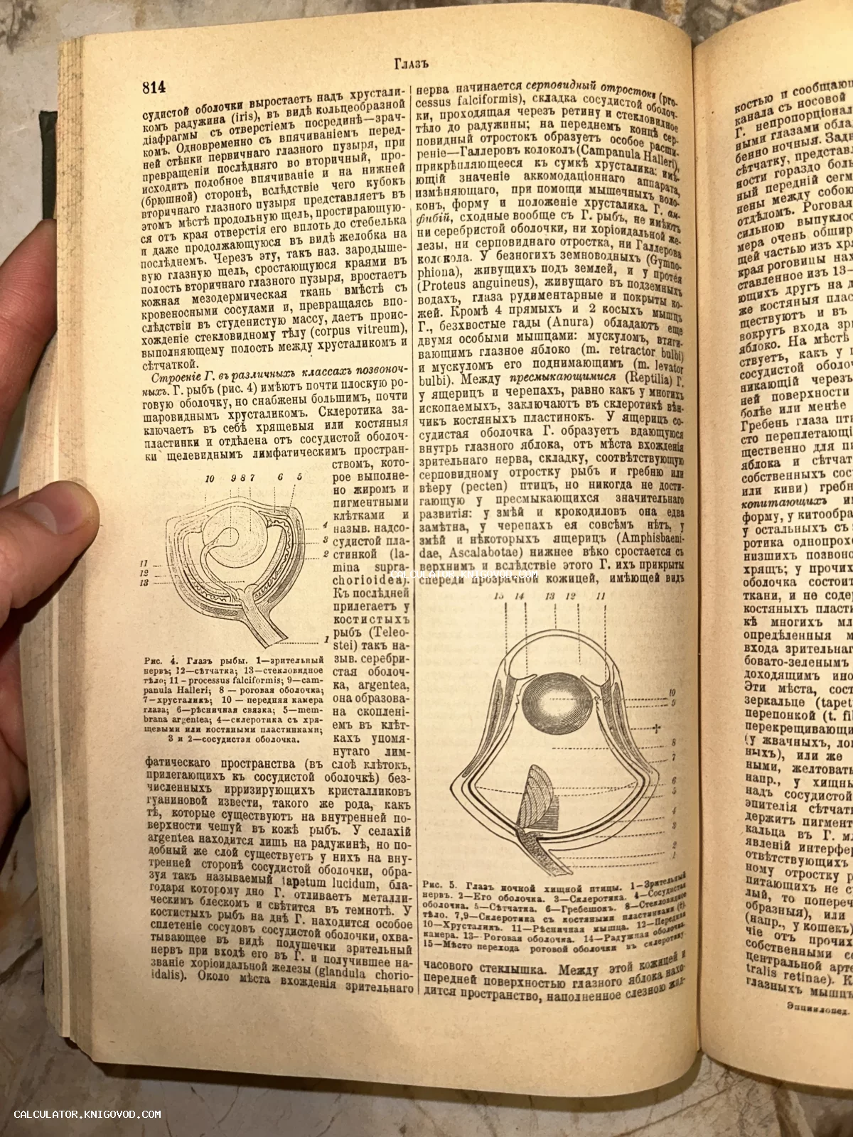 Разворот антикварной книги на русском языке с дореволюционной орфографией и схемами строения глаза рыбы и птицы.