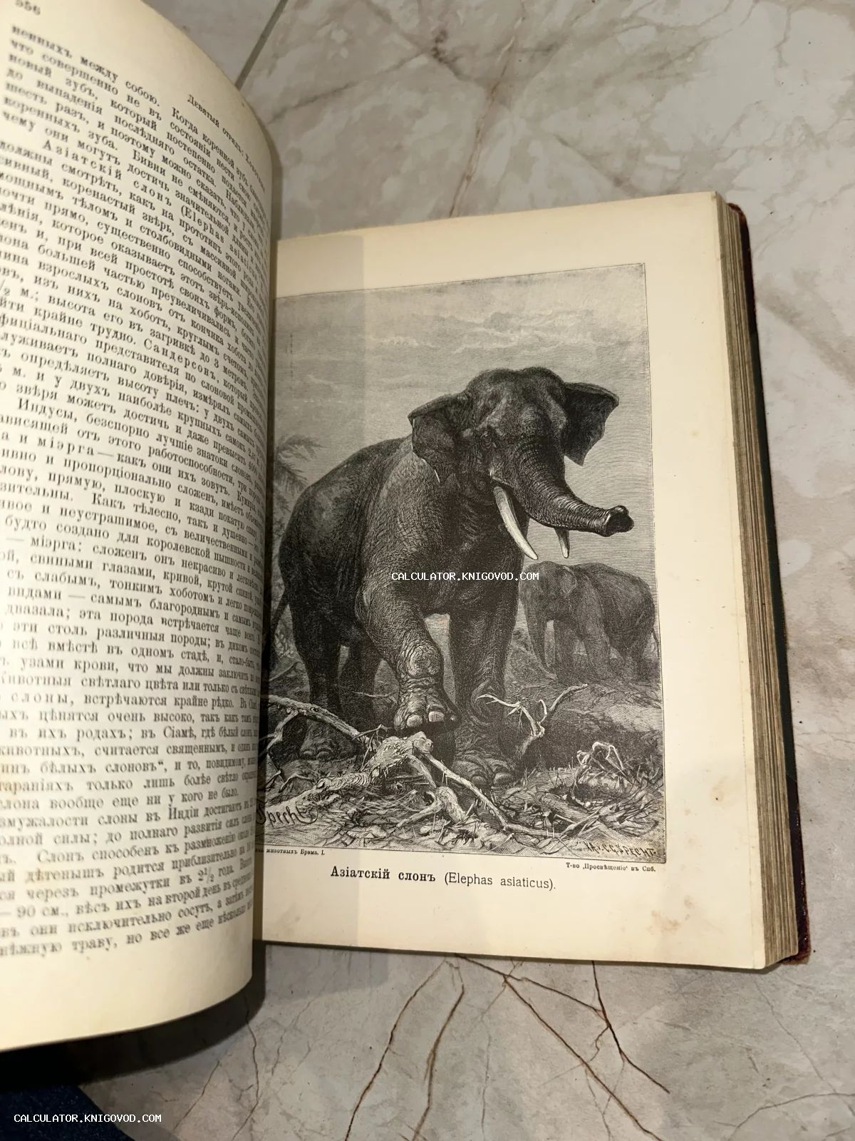 Разворот старинной книги с детальной черно-белой гравюрой азиатского слона и текстом на дореволюционном русском языке.