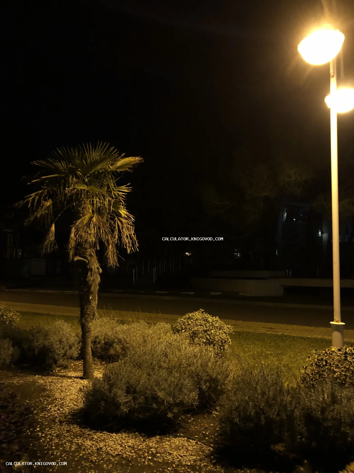 Пальма и декоративные кустарники ночью, освещенные ярким желтым светом высокого уличного фонаря на черном фоне.