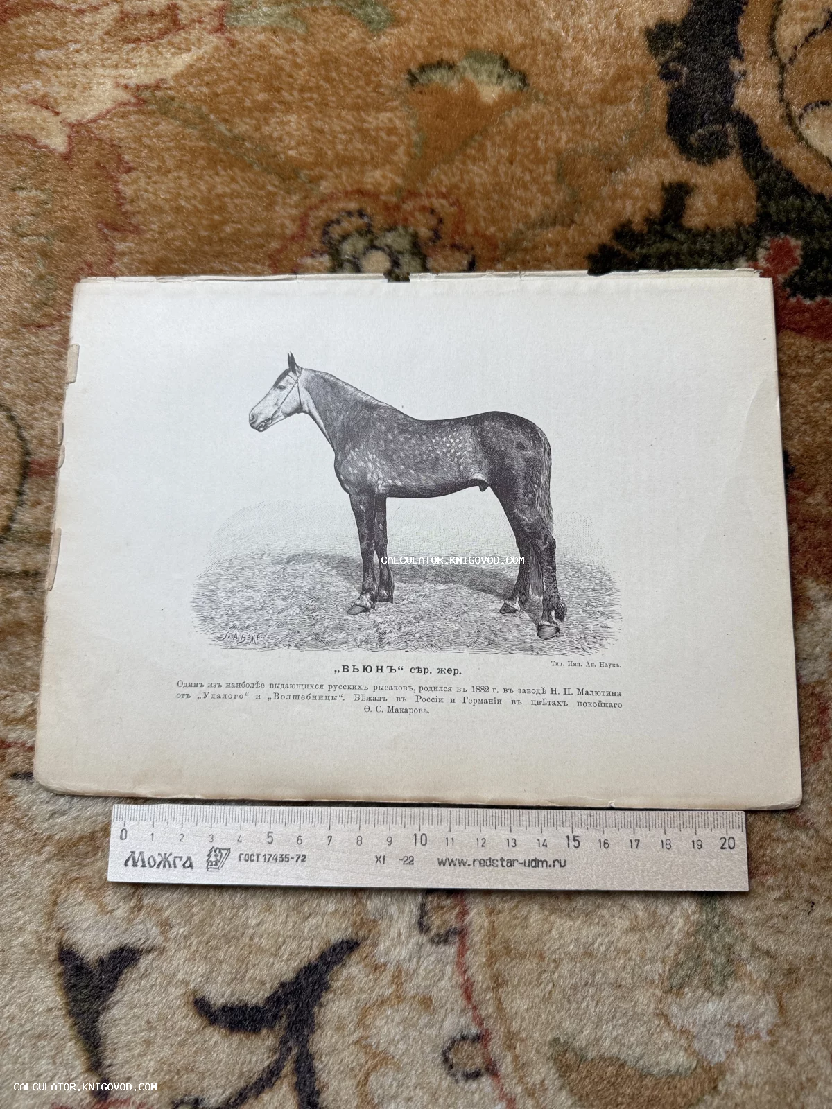 Черно-белая антикварная гравюра породистого коня с описанием на дореволюционном русском языке.