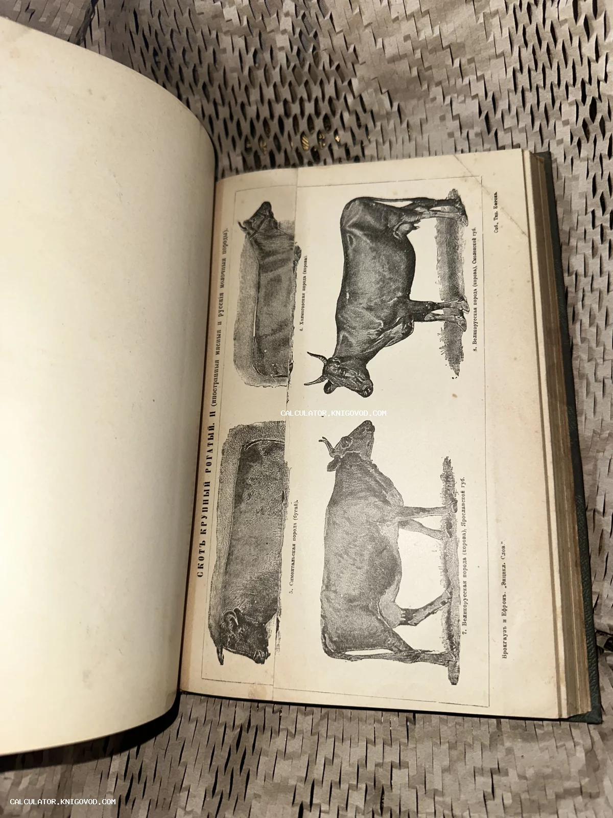 Разворот антикварной книги с черно-белыми гравюрами коров и быков разных пород, включая Холмогорскую и Симментальскую.