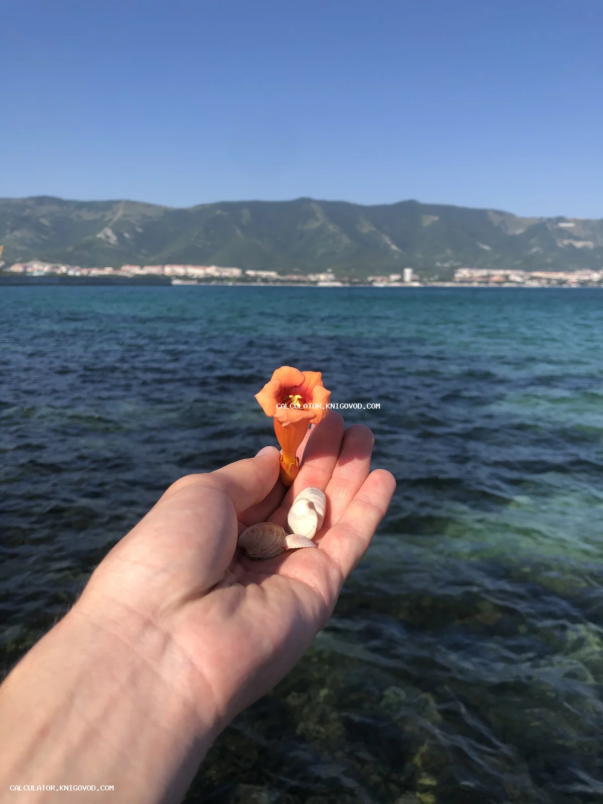 Рука человека держит оранжевый цветок и морские ракушки на фоне синего моря и гор под ясным небом.