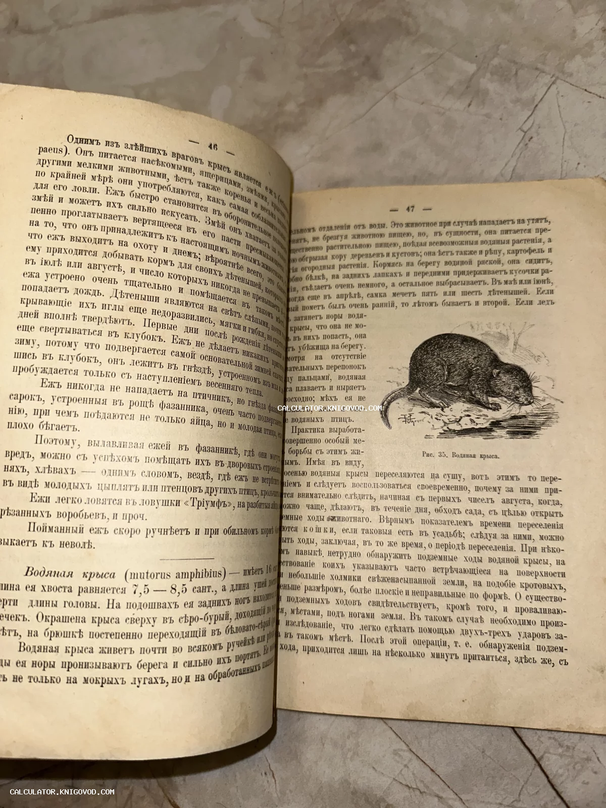Разворот антикварной книги с текстом на дореволюционном русском языке и графической иллюстрацией водяной крысы.