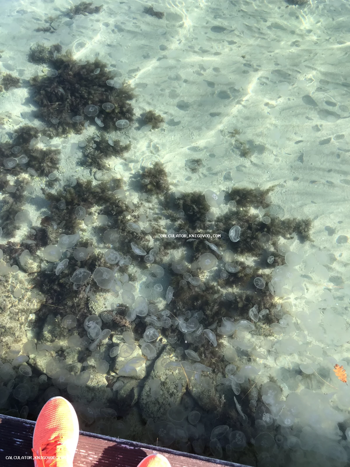 Вид сверху на прозрачную морскую воду с множеством медуз и темными водорослями на песчаном дне.